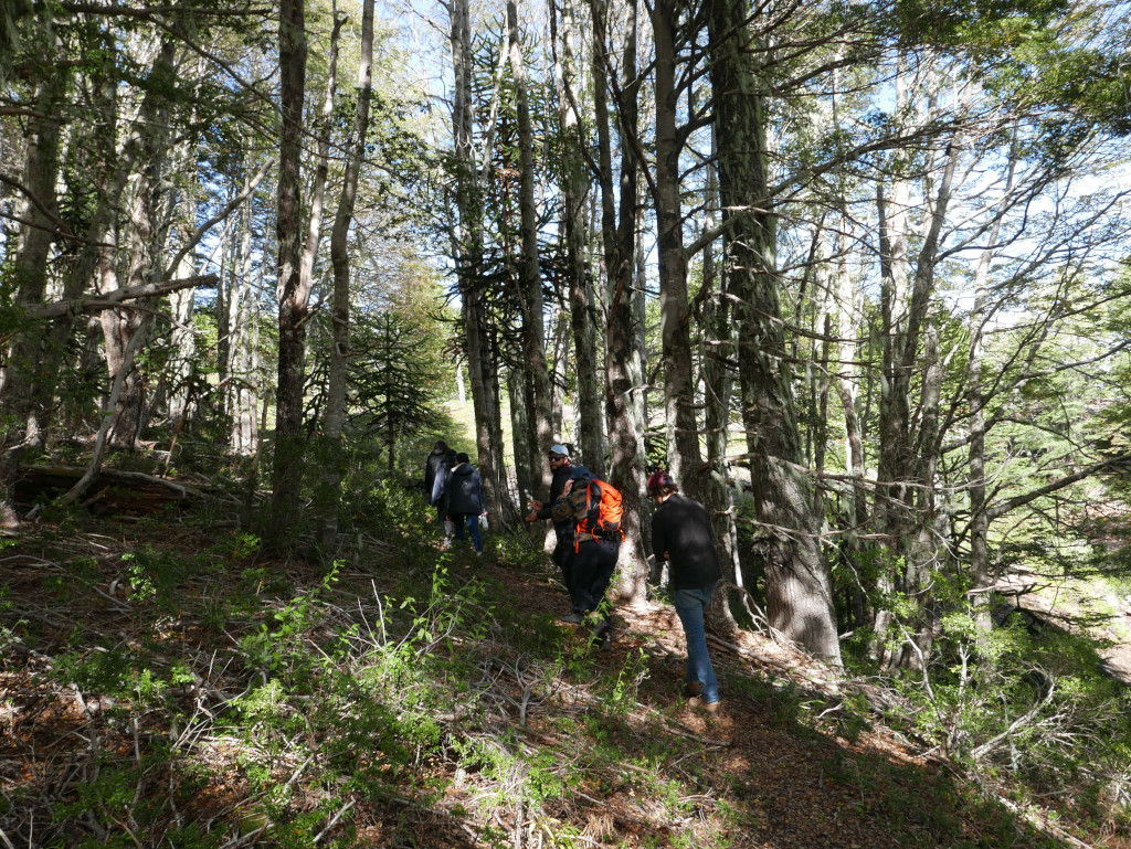 Caminata durante la escuela de campo en Bosque Pehuén.