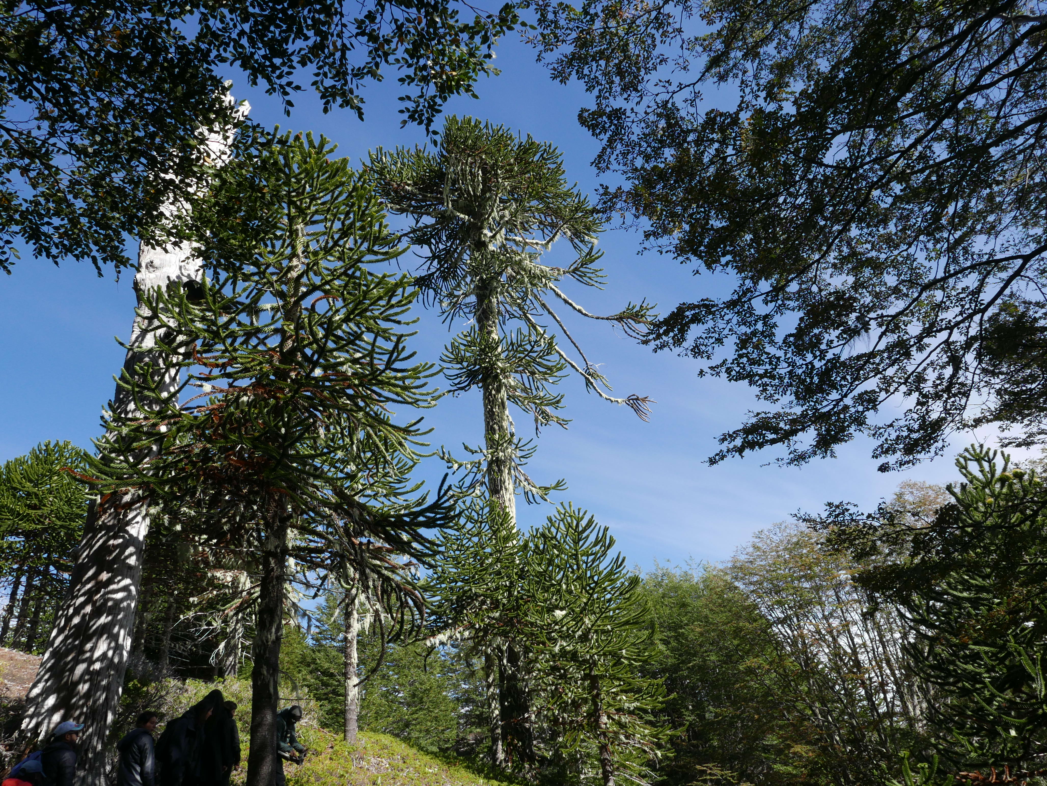 Los arboles de araucania, tambien se llama 'pewen' en Mapudungun y 'monkey puzzle' en ingles.