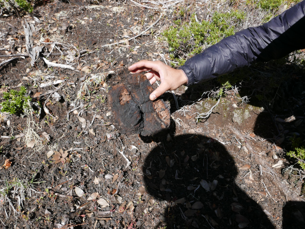 Fragmentos de carbón de un árbol quemado.