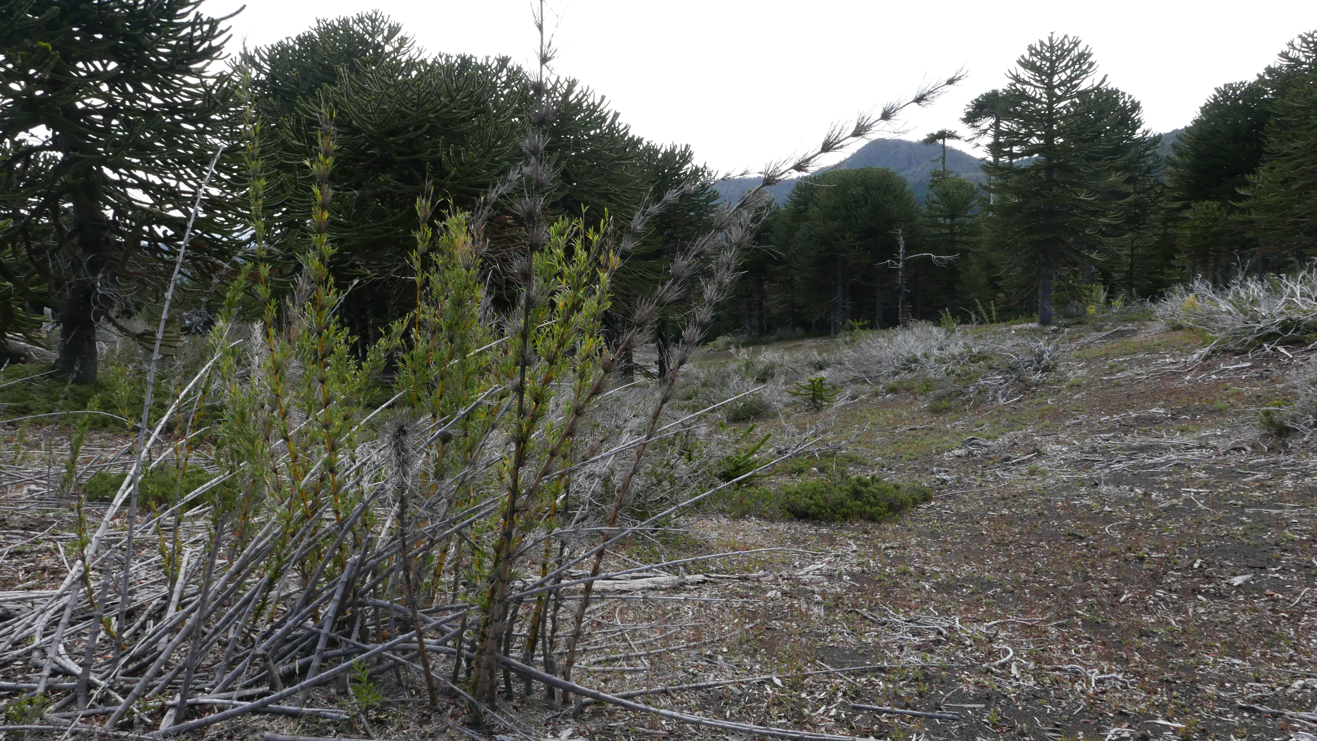 Colihue en Bosque Pehuén