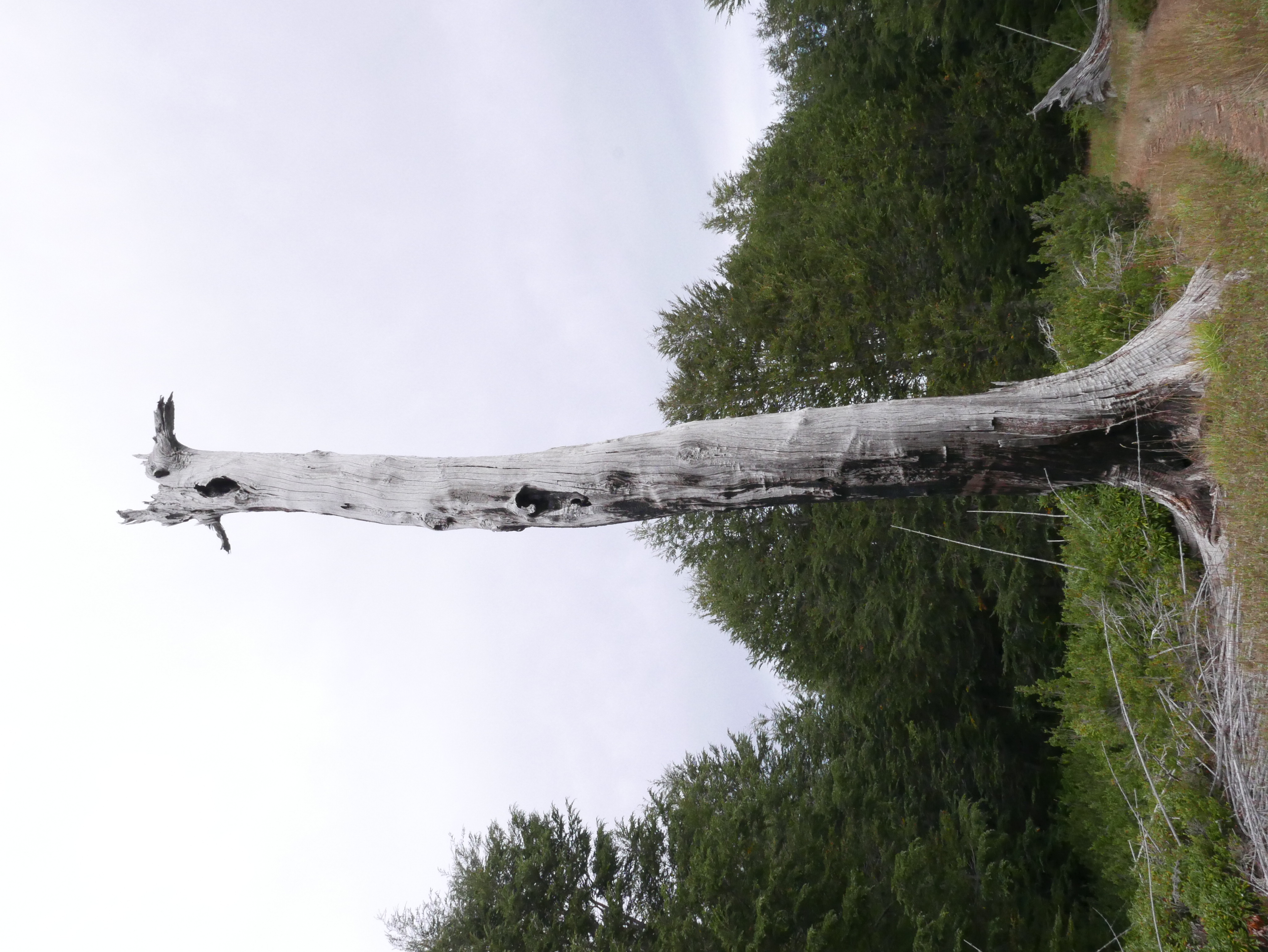 Un árbol de araucania que fue impactado por el relámpago