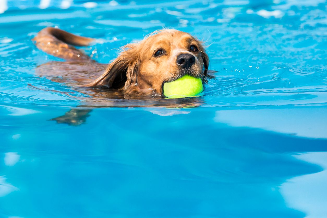 Plonzen in warm water bij hondenzwembad Dogsplash