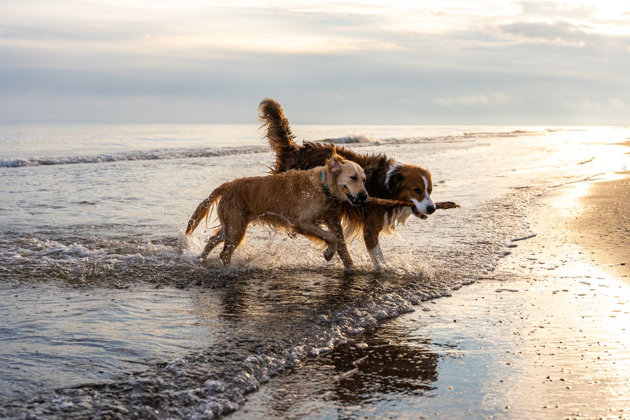 Hondenstrand Westerschouwen