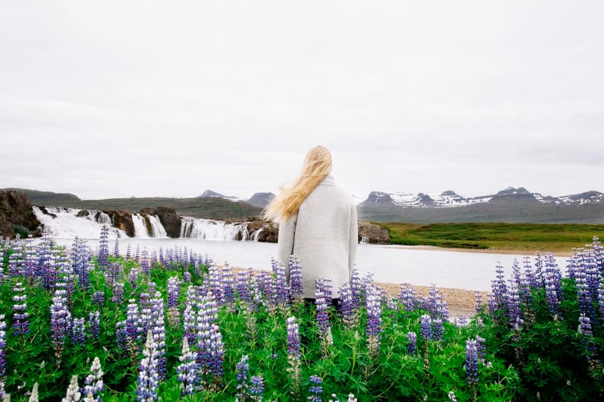 Visitor facing Beljandi Waterfall across lupines and Breiðdalsá in East Iceland.