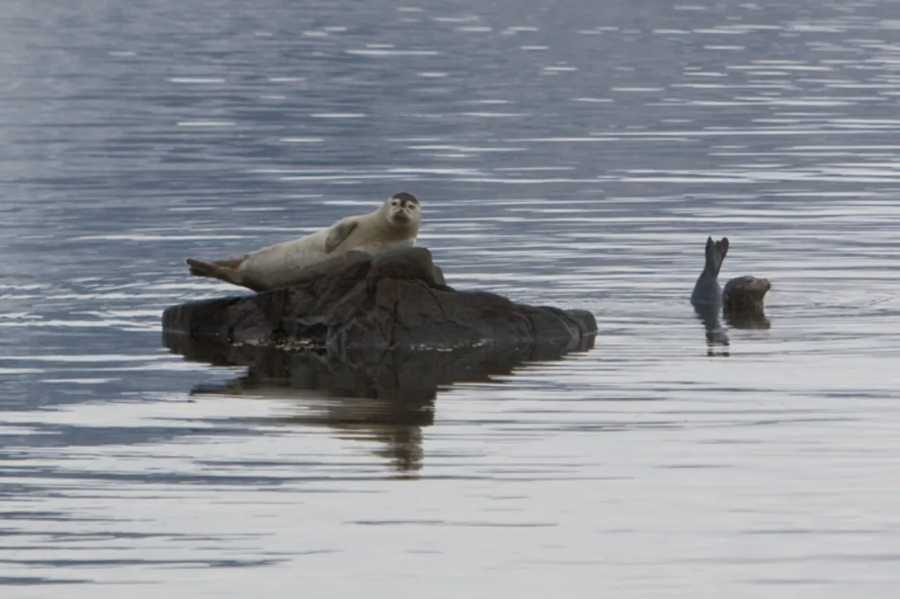 Seals resting on rocks in calm water near Djúpivogur's shoreline.