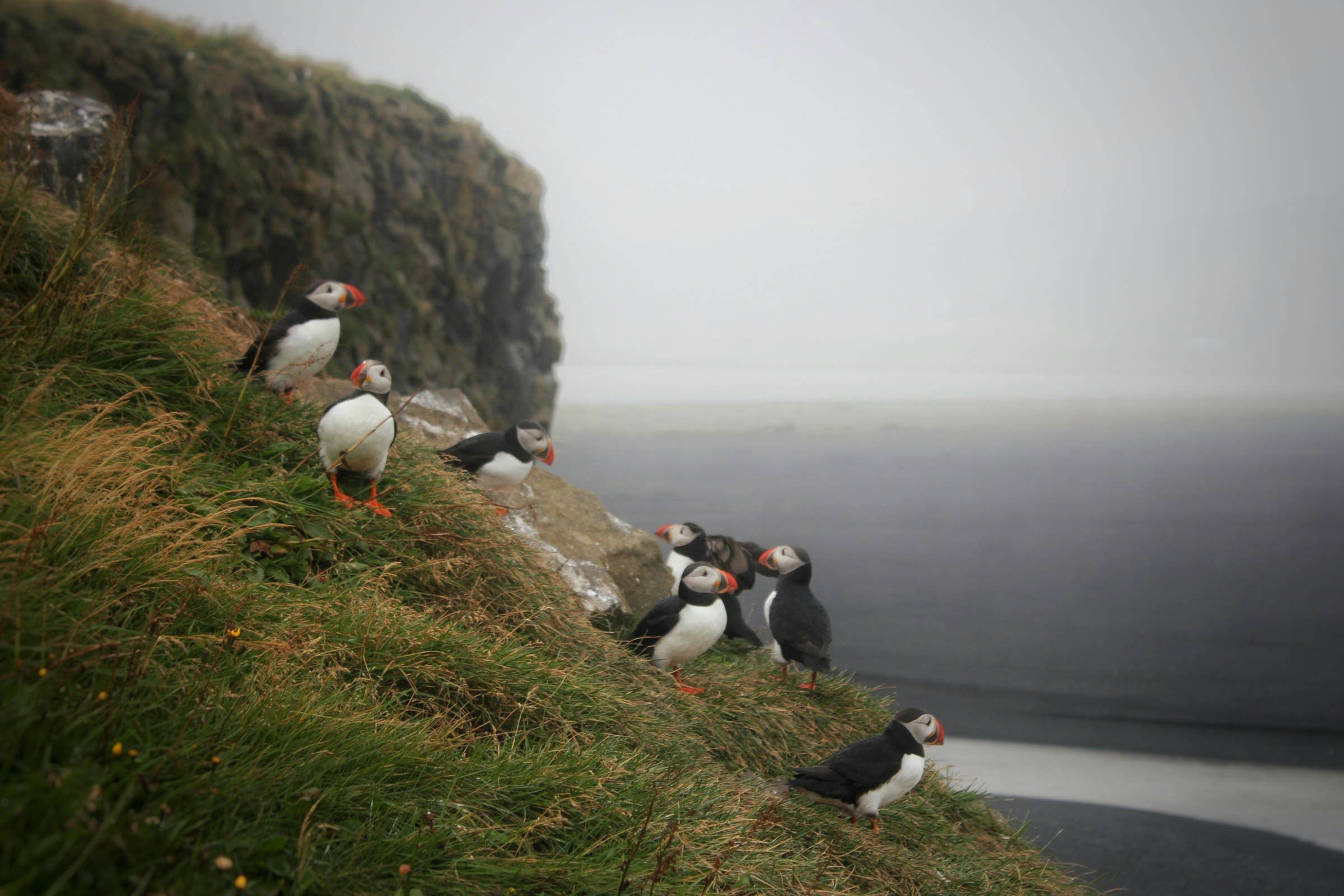 Puffins on the grassy Dyrhólaey cliffs above the black-sand coast.