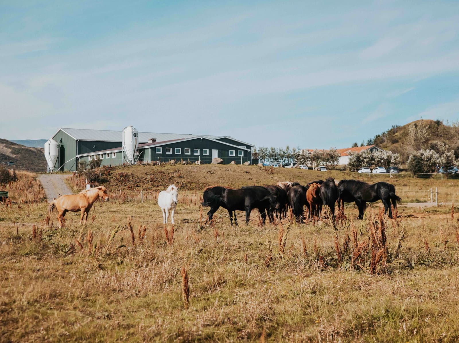 Icelandic horses outside farm buildings at Efstidalur