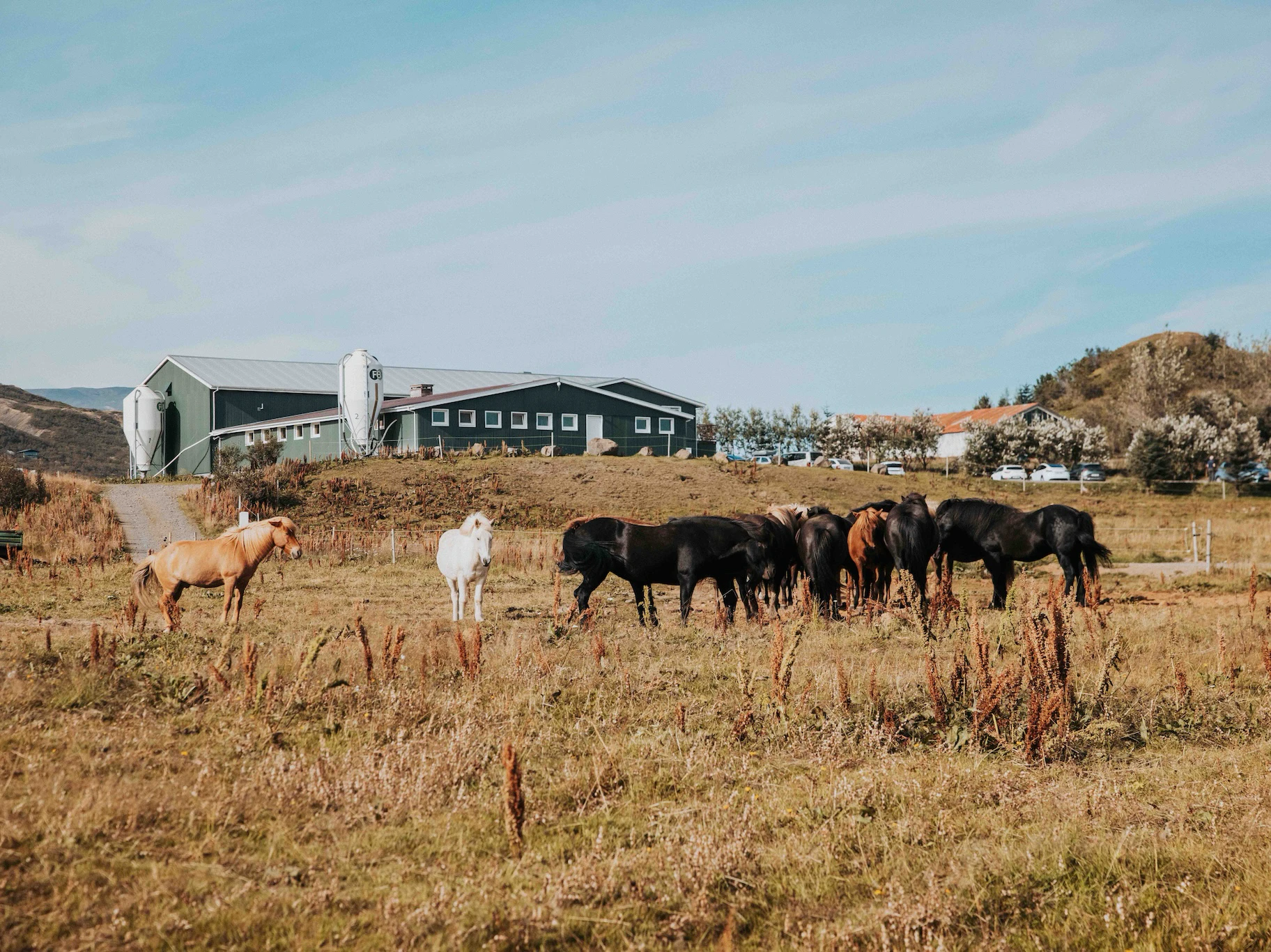 Icelandic horses outside farm buildings at Efstidalur