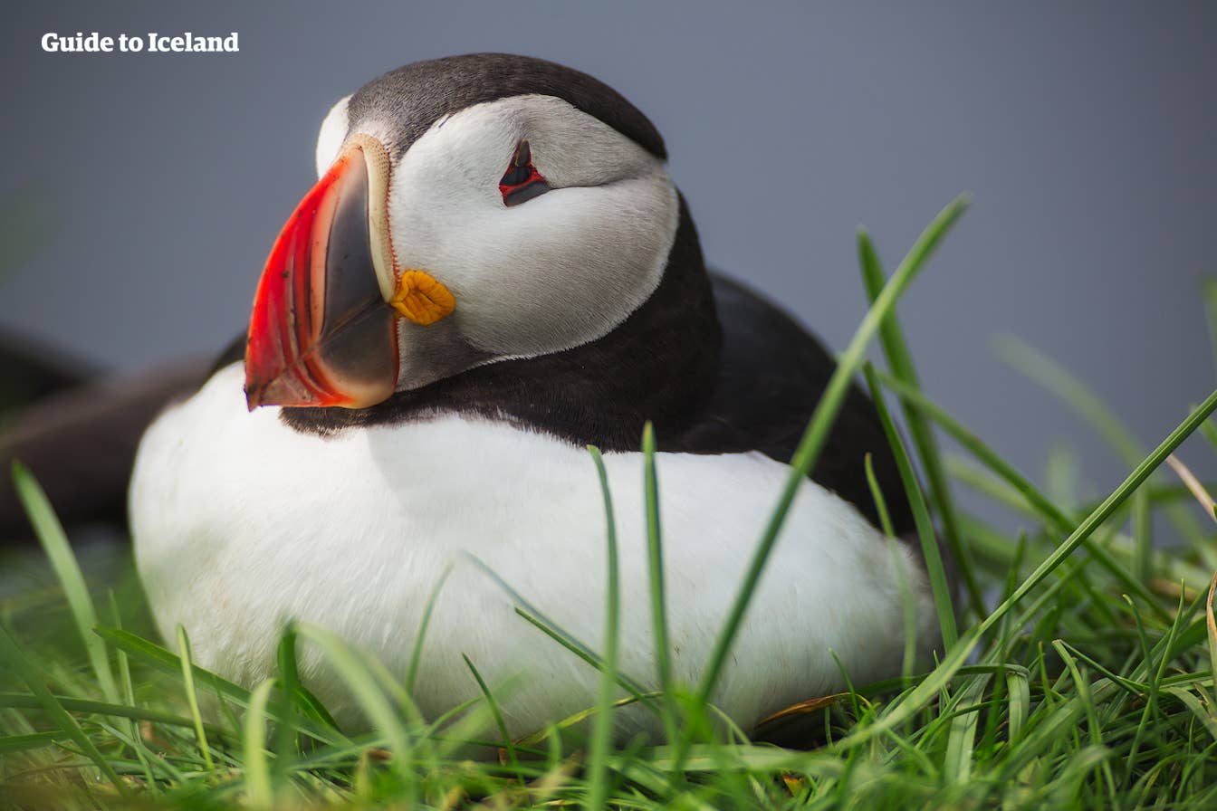 Puffin on rocks representing the birdlife connected with Eyjafjörður island visits.