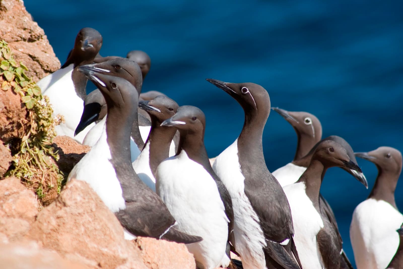 Guillemots crowd a Langanes sea cliff above deep blue water.