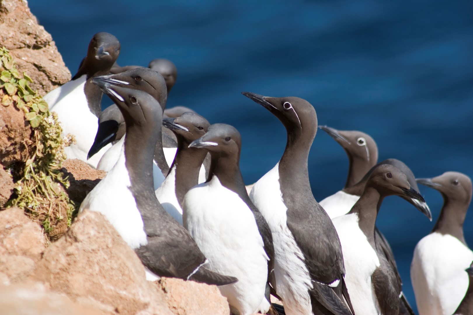 Guillemots crowd a Langanes sea cliff above deep blue water.