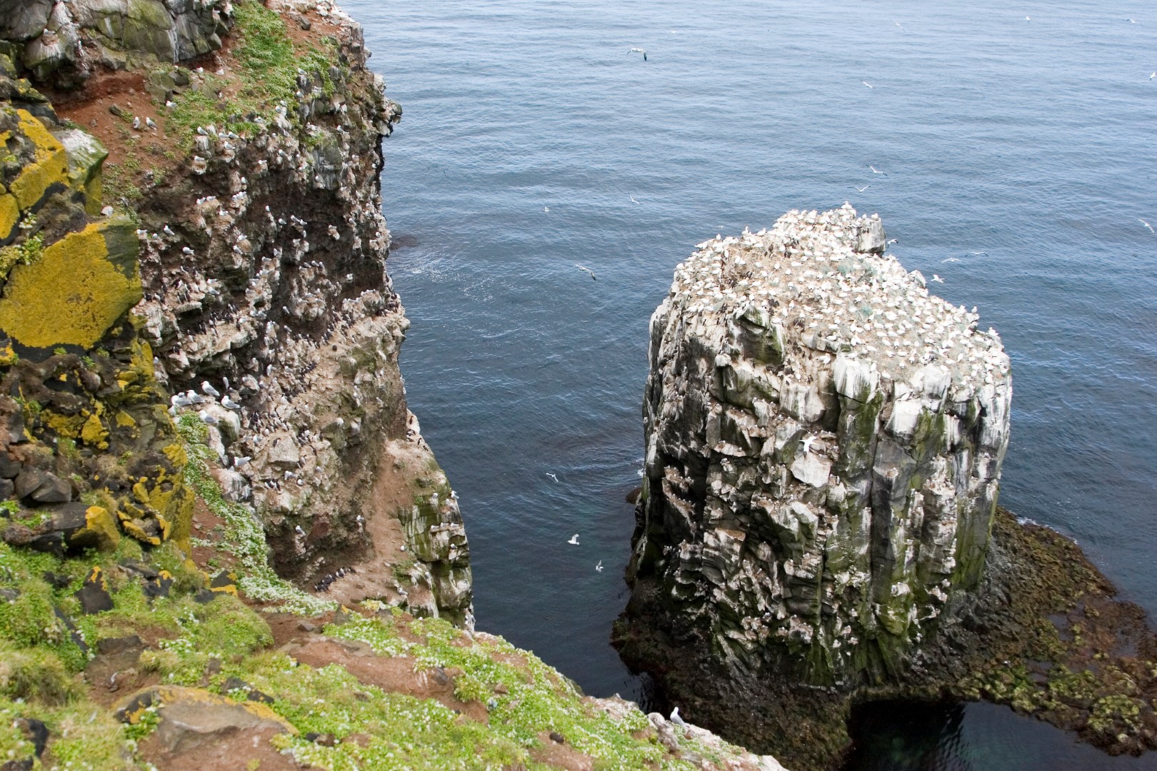 A bird-covered sea stack below the Langanes cliffs near Skoruvíkurbjarg.