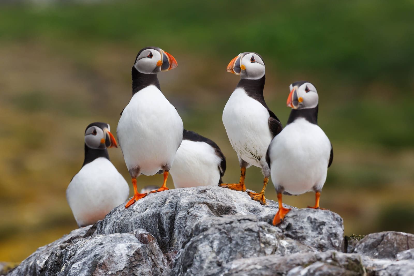 Atlantic puffins standing on rocks on Heimaey during nesting season.