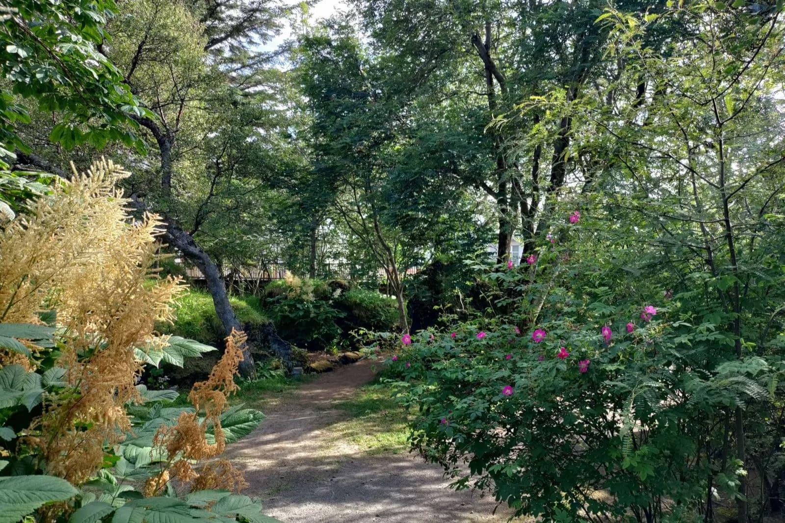 Leafy summer path and flowers in Hellisgerði Park