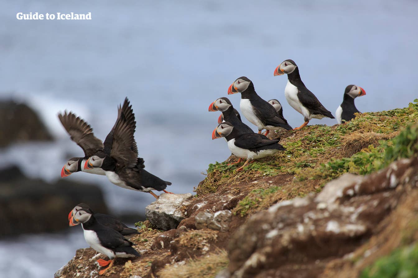 Atlantic puffin on Heimaey in the Westman Islands.