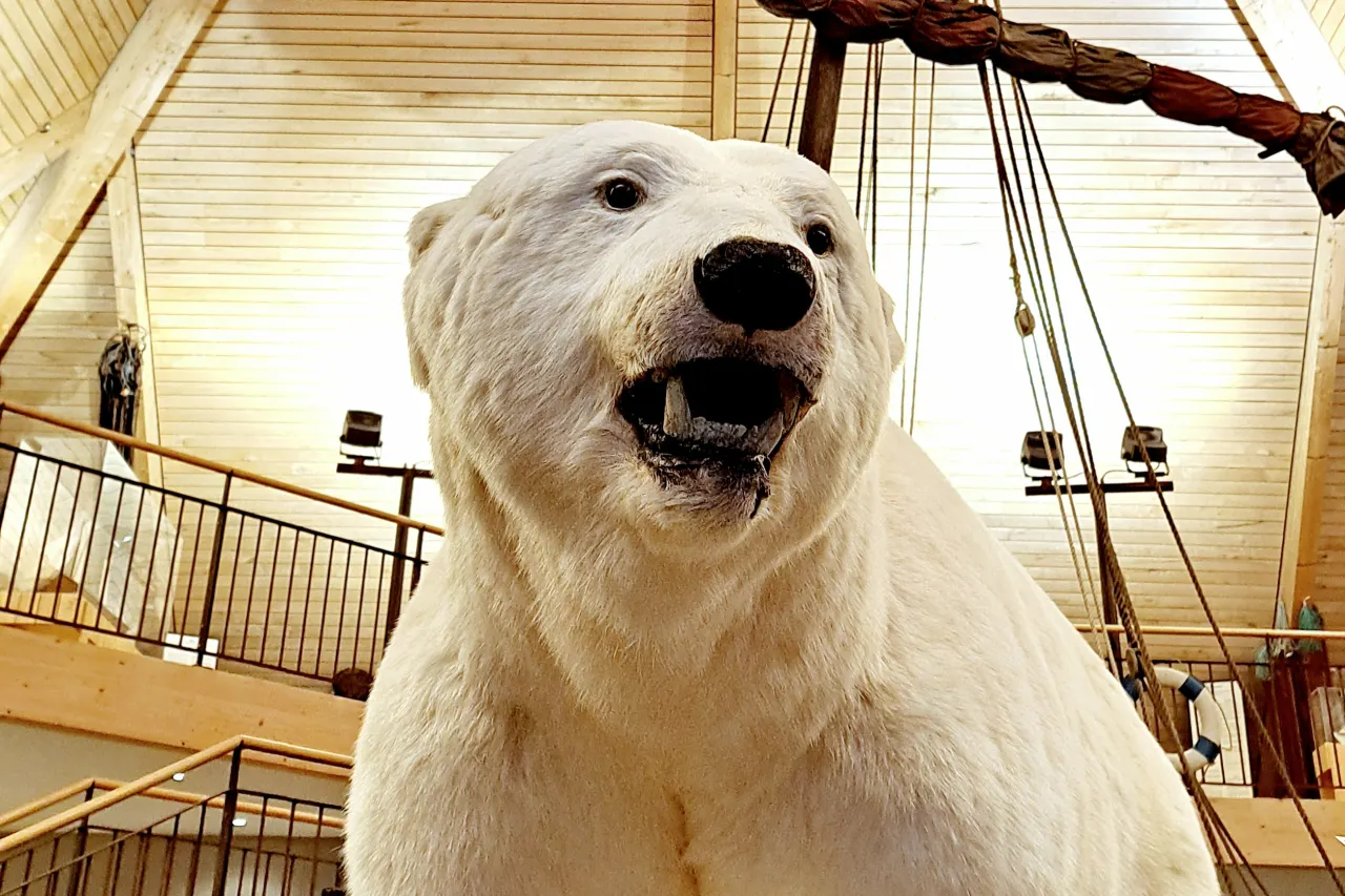 Preserved polar bear exhibit inside Husavik Museum.