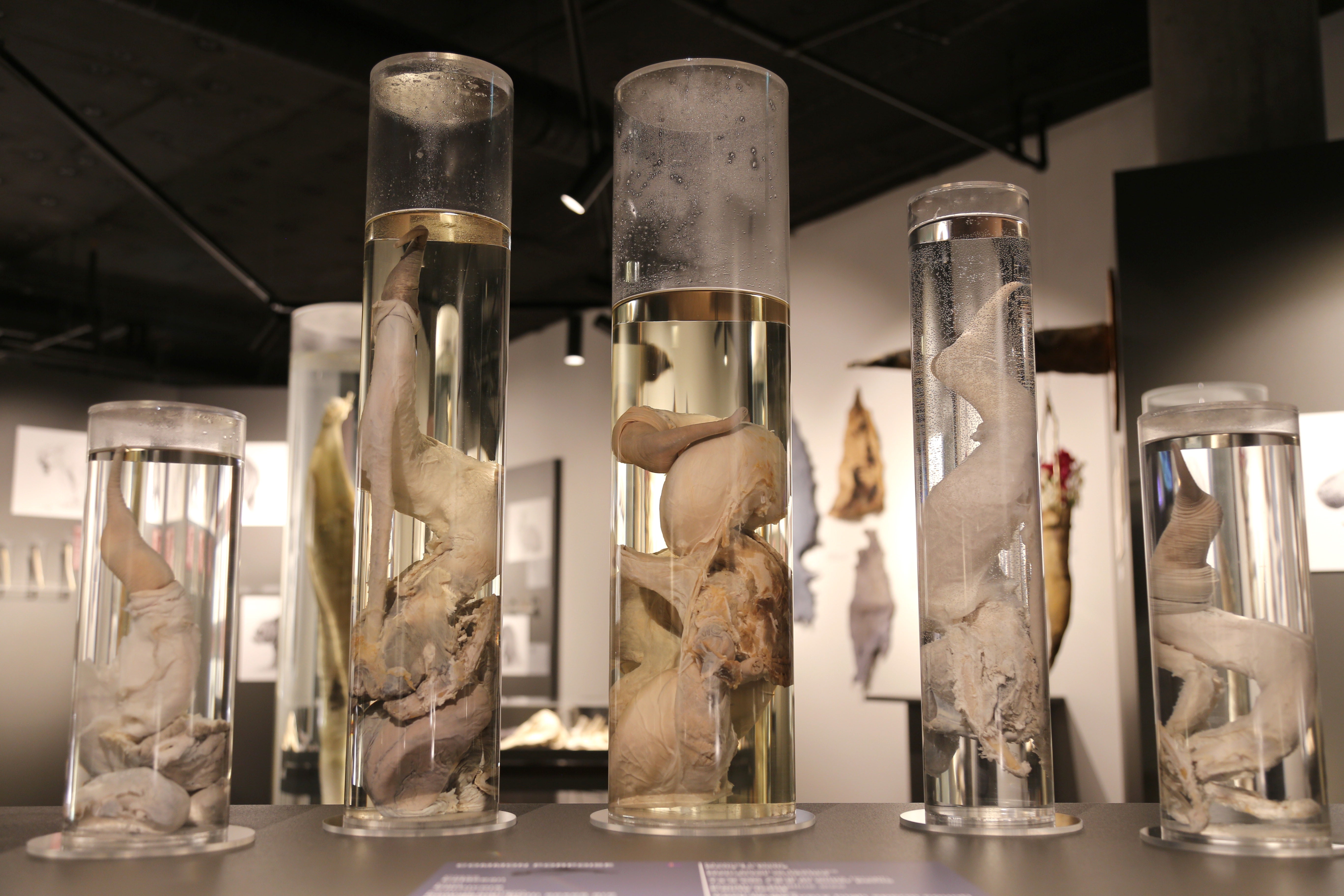 Tall preserved whale specimens in glass jars at the Icelandic Phallological Museum