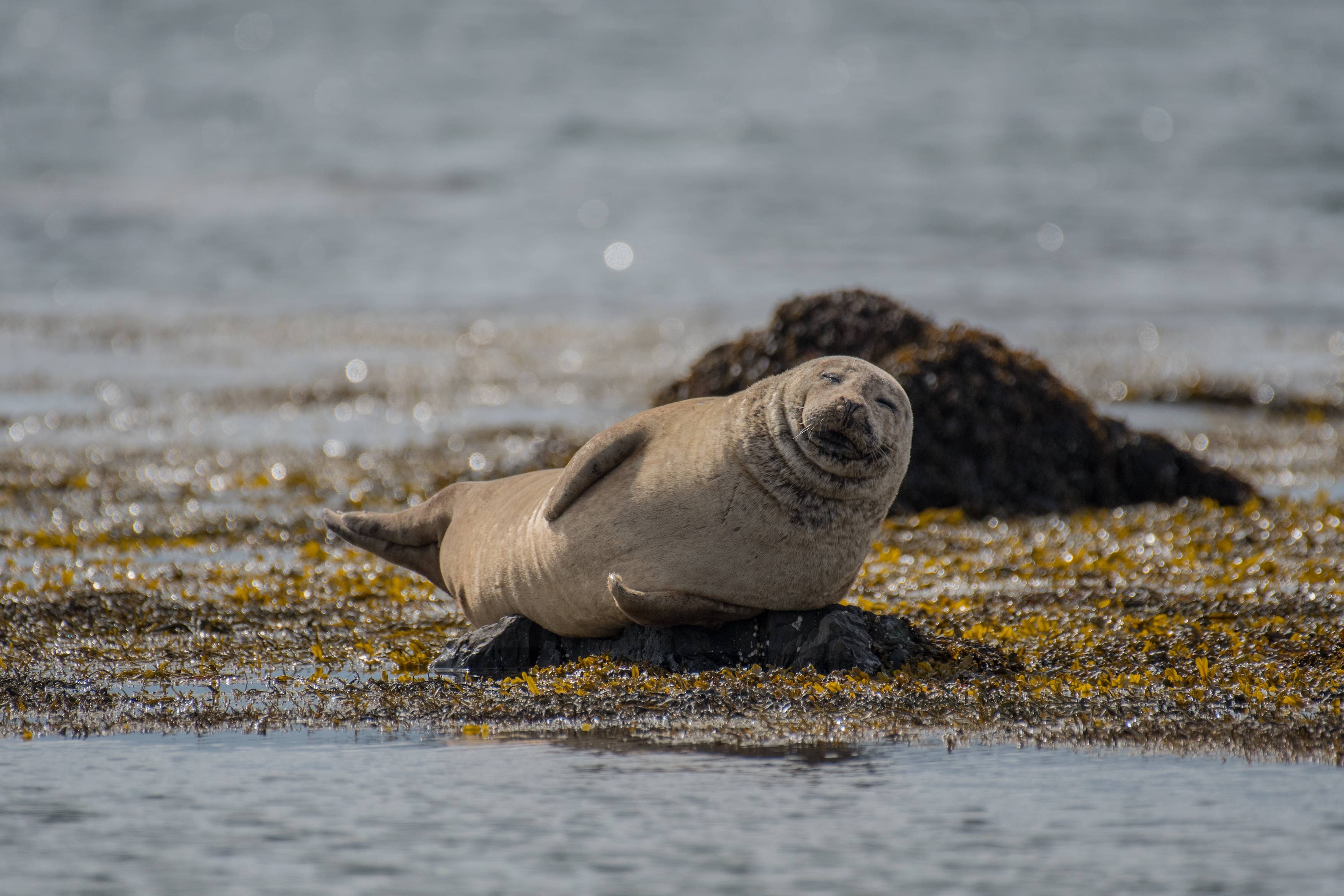 Seals hauled out along the Vatnsnes coast near Hvammstangi.