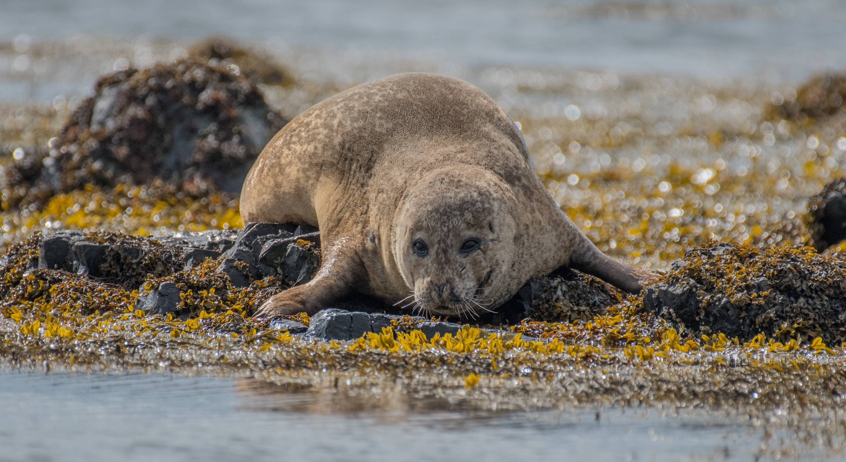 Seal resting near the shore in Icelandic coastal habitat.