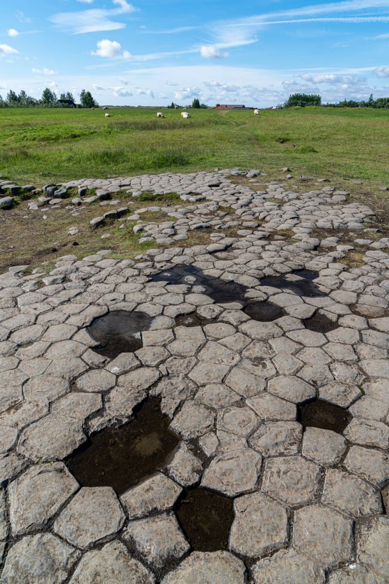 Vertical view of Kirkjugólf's basalt surface with hexagonal stones, moss, and shallow dark pools between the columns.