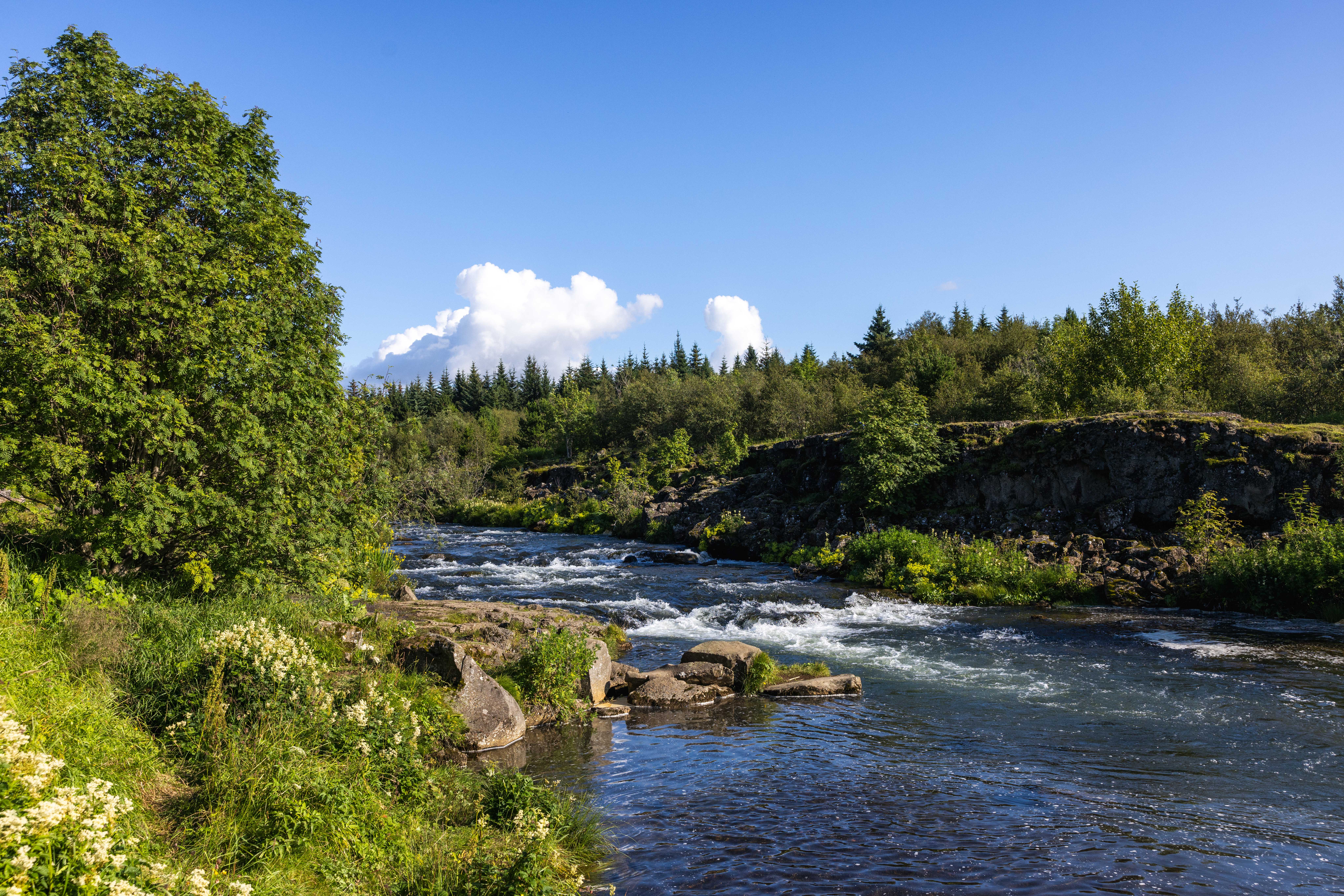 Green riverbank and flowing water in Elliðaárdalur near the Elliðavatn nature cluster.
