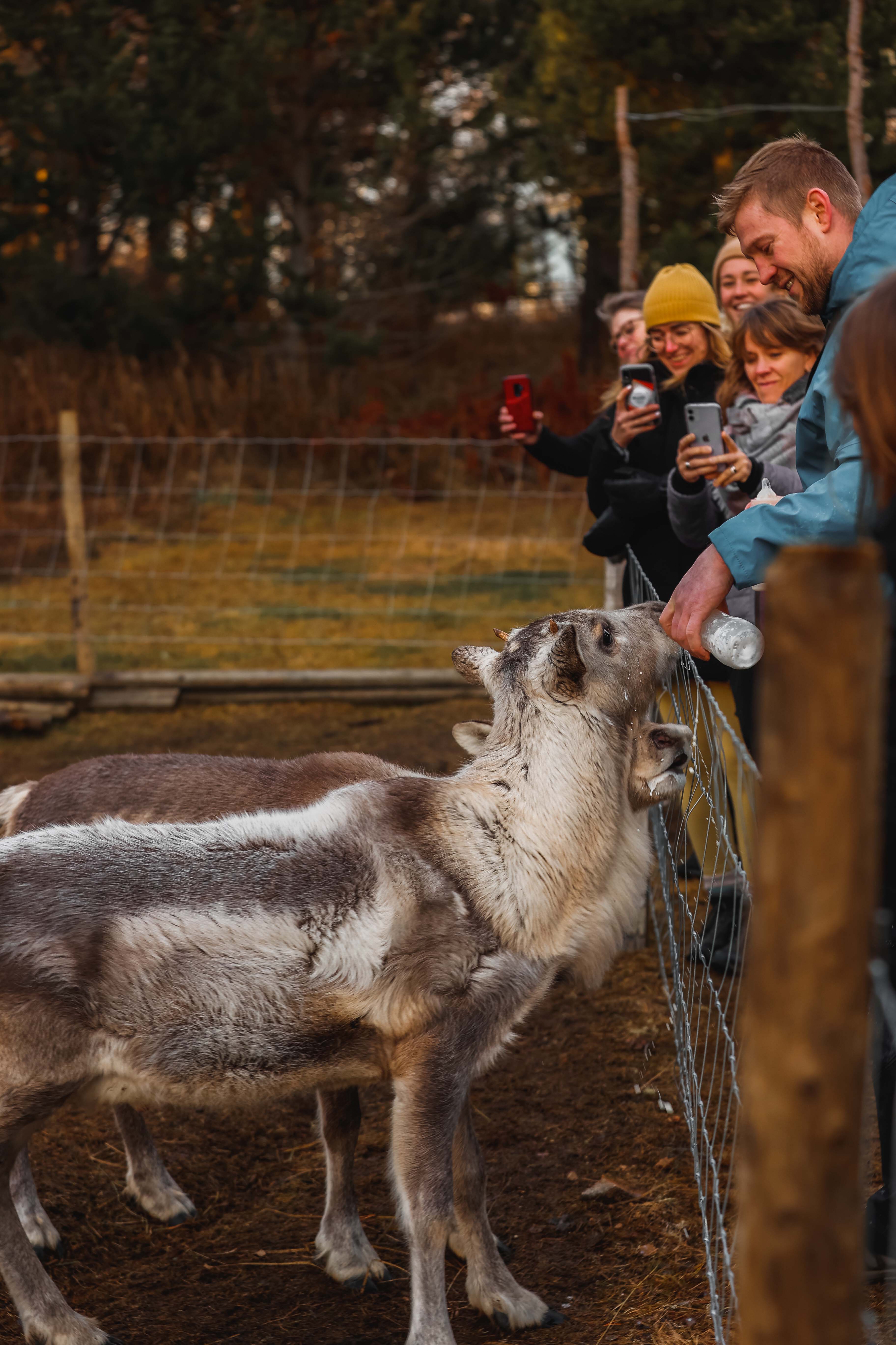 Person feeding a reindeer in snowy woodland at Reindeer Park.