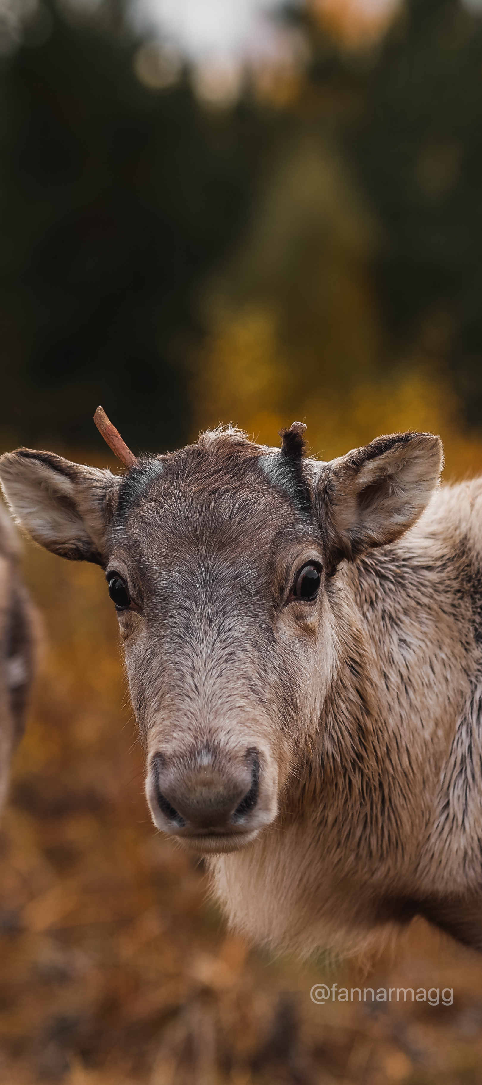 Reindeer standing beside a fenced visitor area at Reindeer Park.