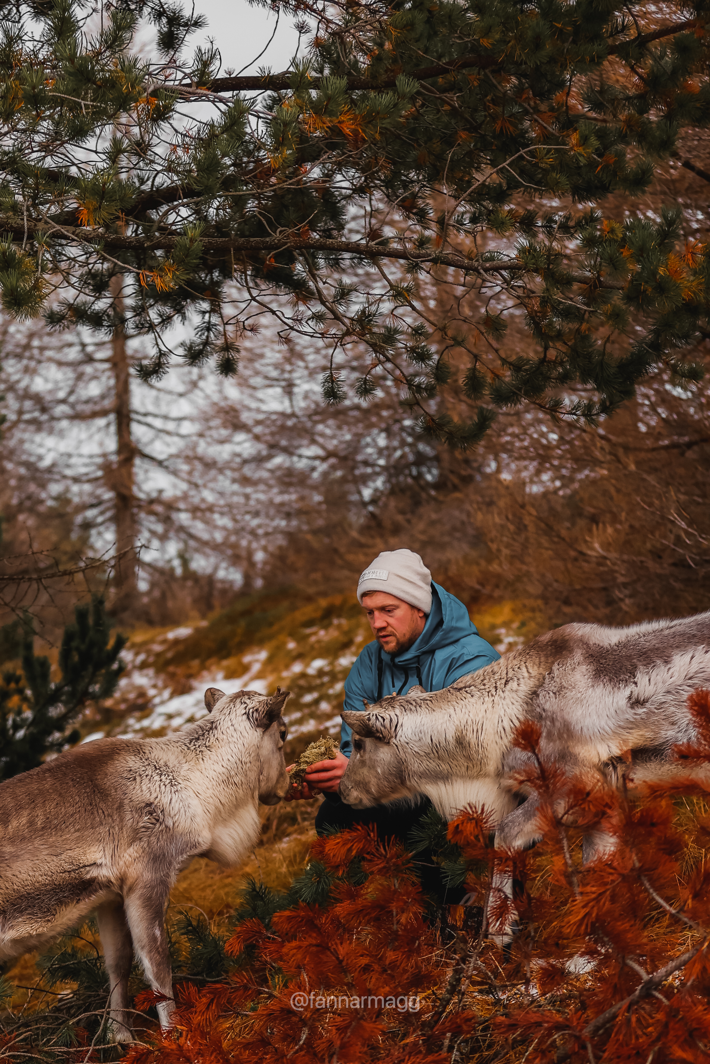Young rescued reindeer standing close to a wooden shelter at Reindeer Park.