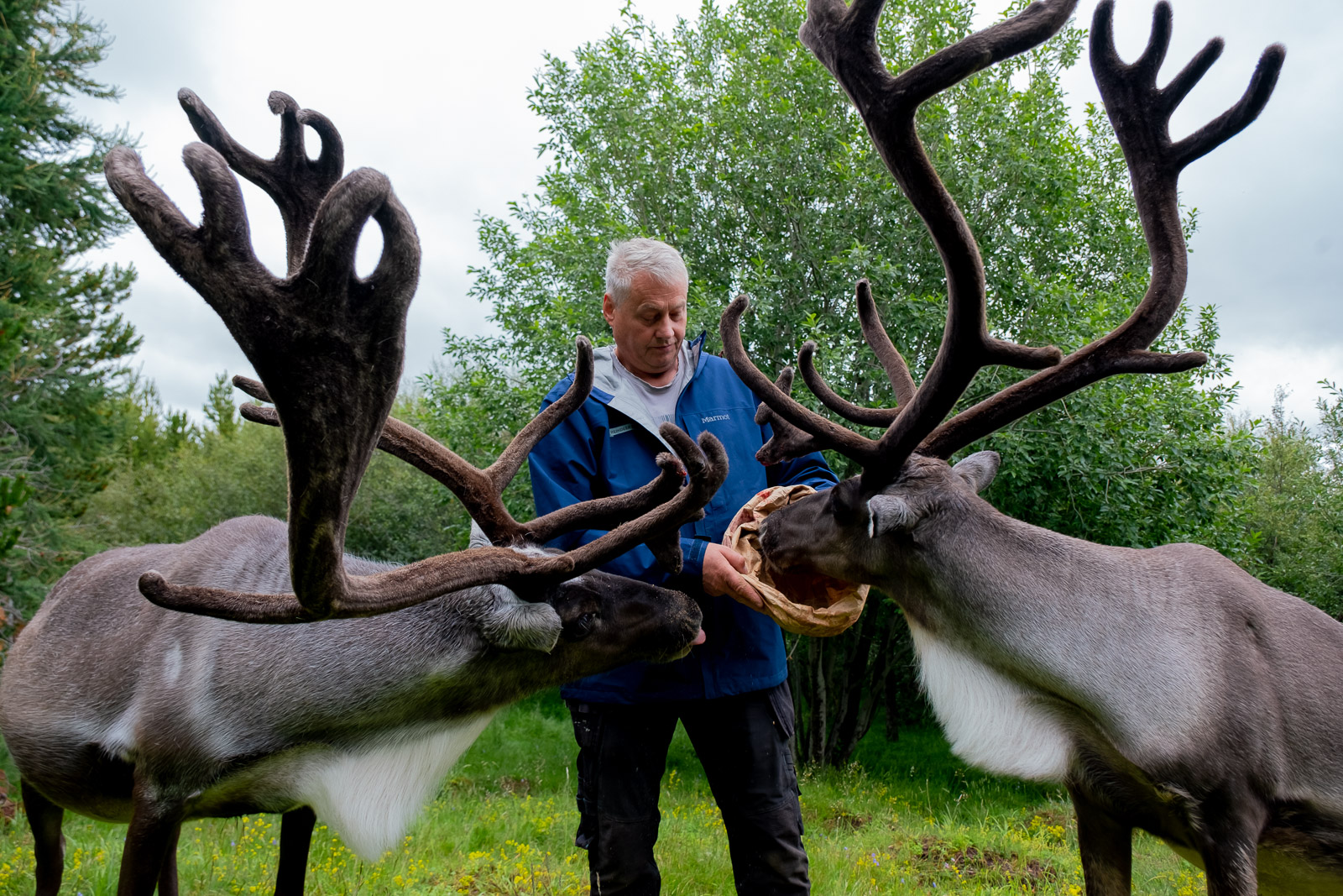 Reindeer Park keeper standing between two reindeer in a green enclosure.