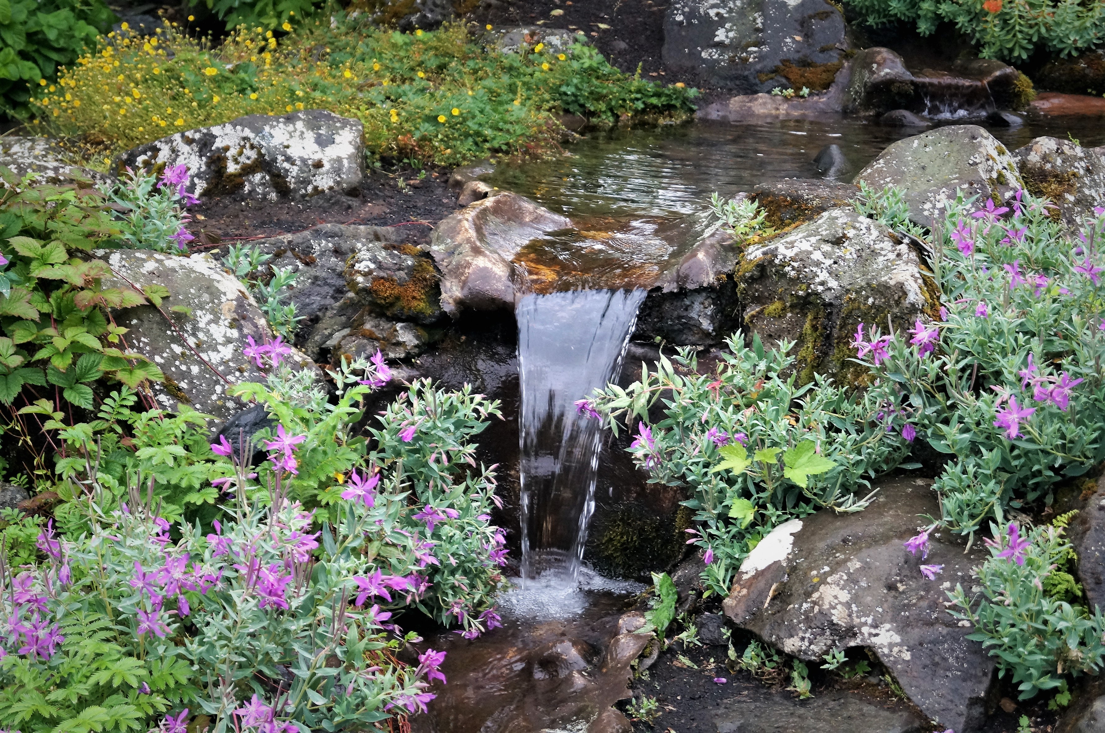 Small stream and dense greenery inside Reykjavik Botanic Garden.