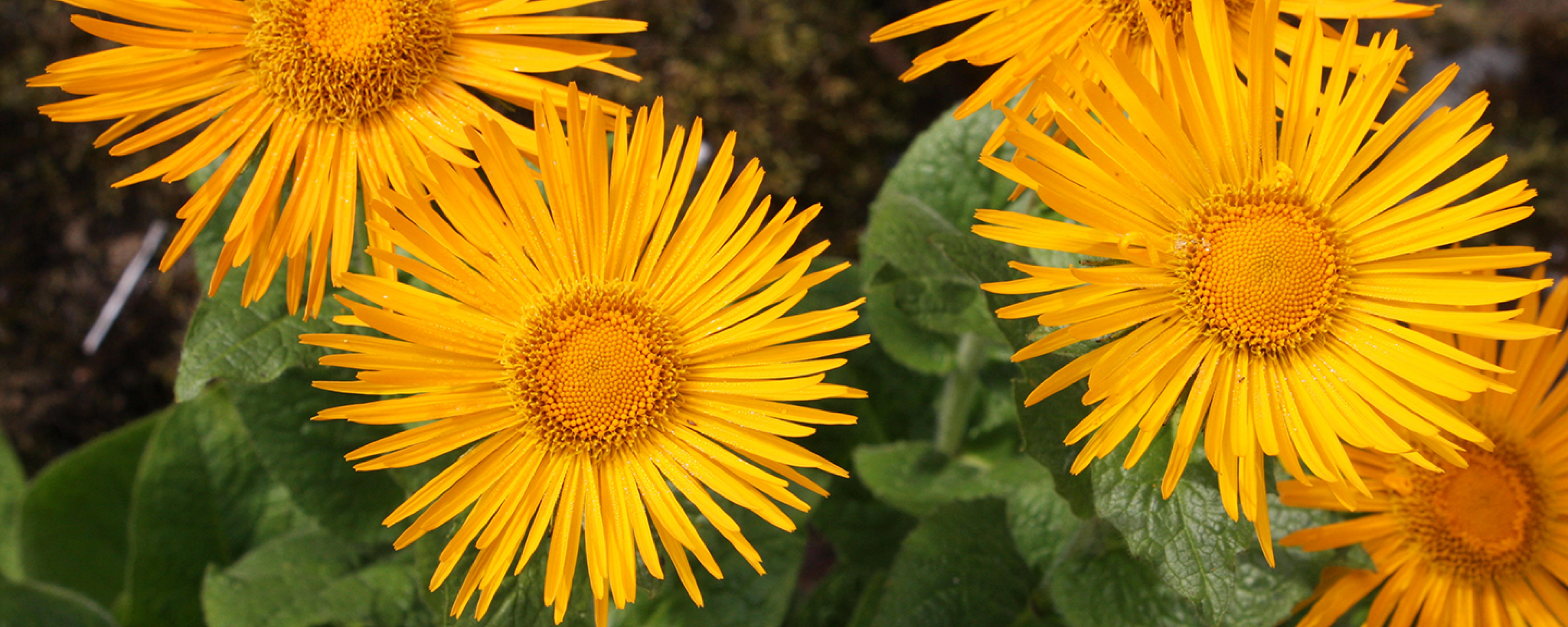 Yellow flowers and greenery in Reykjavik Botanic Garden.