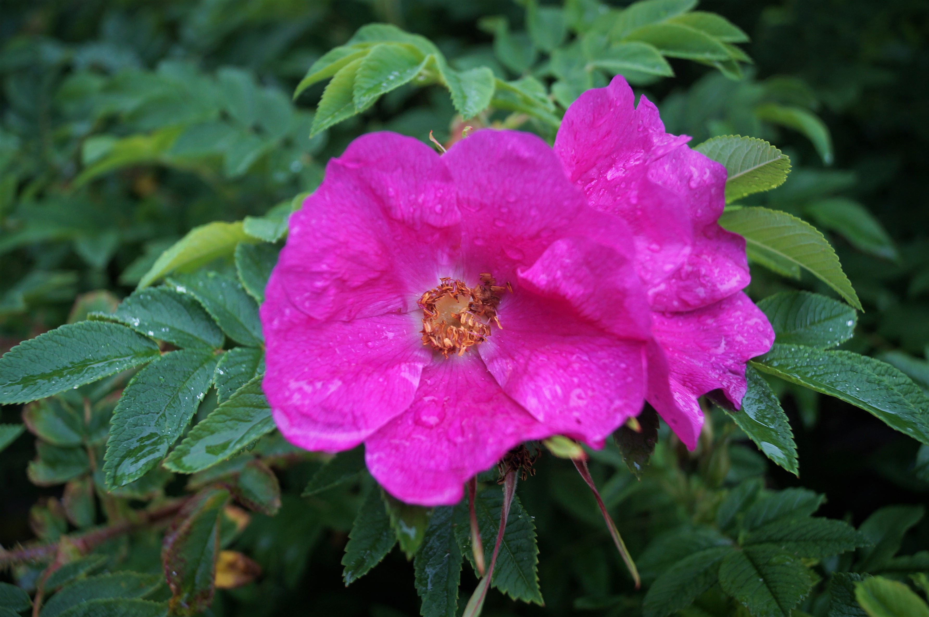 Wild rose flowers blooming in Reykjavik Botanic Garden.