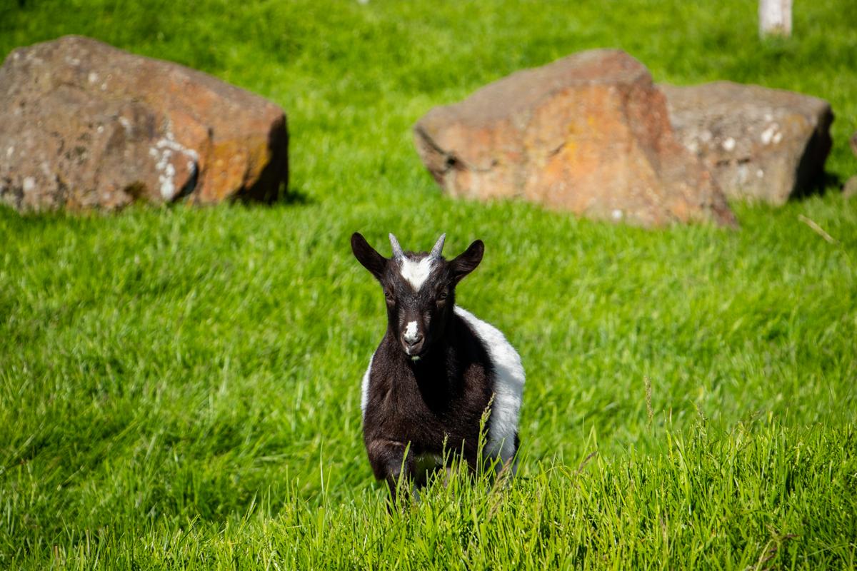 Small goat standing in green grass at Reykjavík Family Park and Zoo
