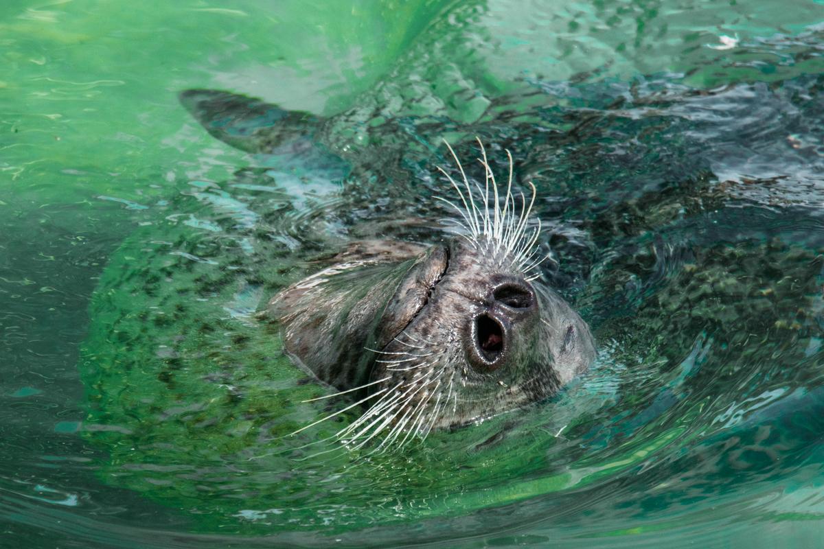 Seal swimming in the animal area at Reykjavík Family Park and Zoo