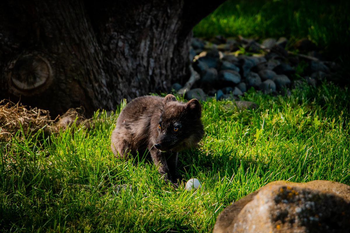 Arctic fox in the grass at Reykjavík Family Park and Zoo