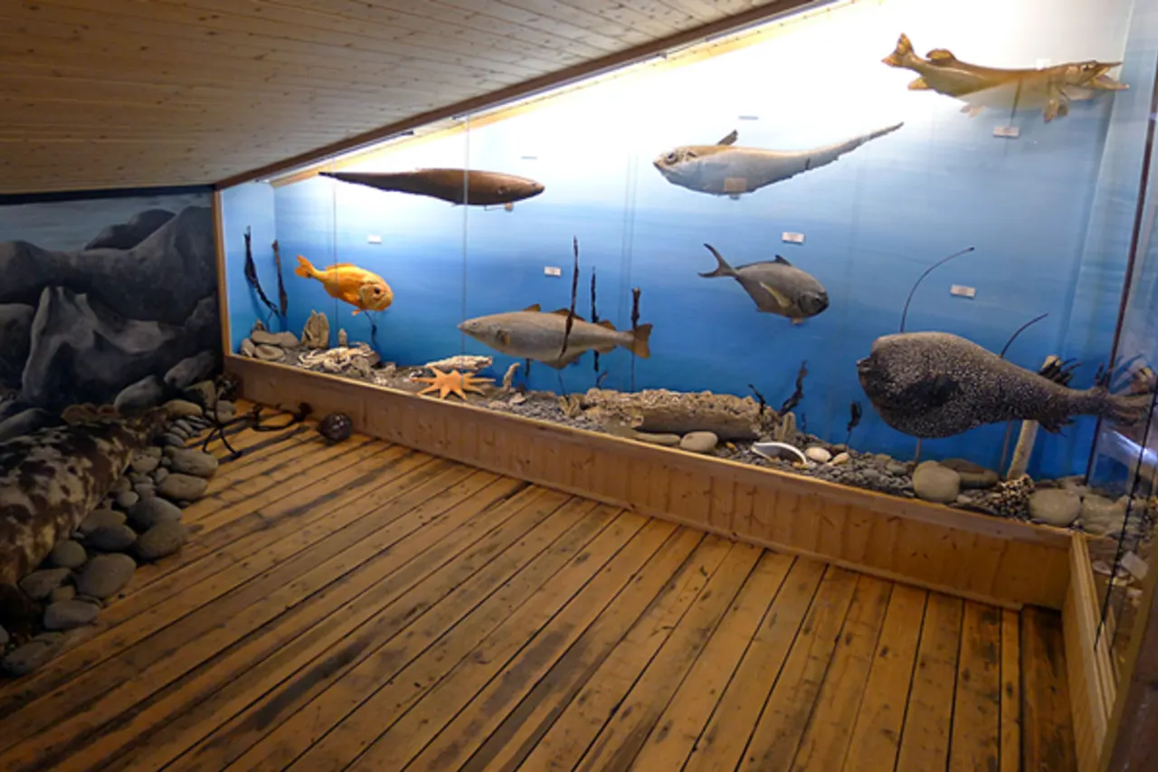 Marine-life and shell display inside the natural-history floor at Neskaupstaður Museum House.