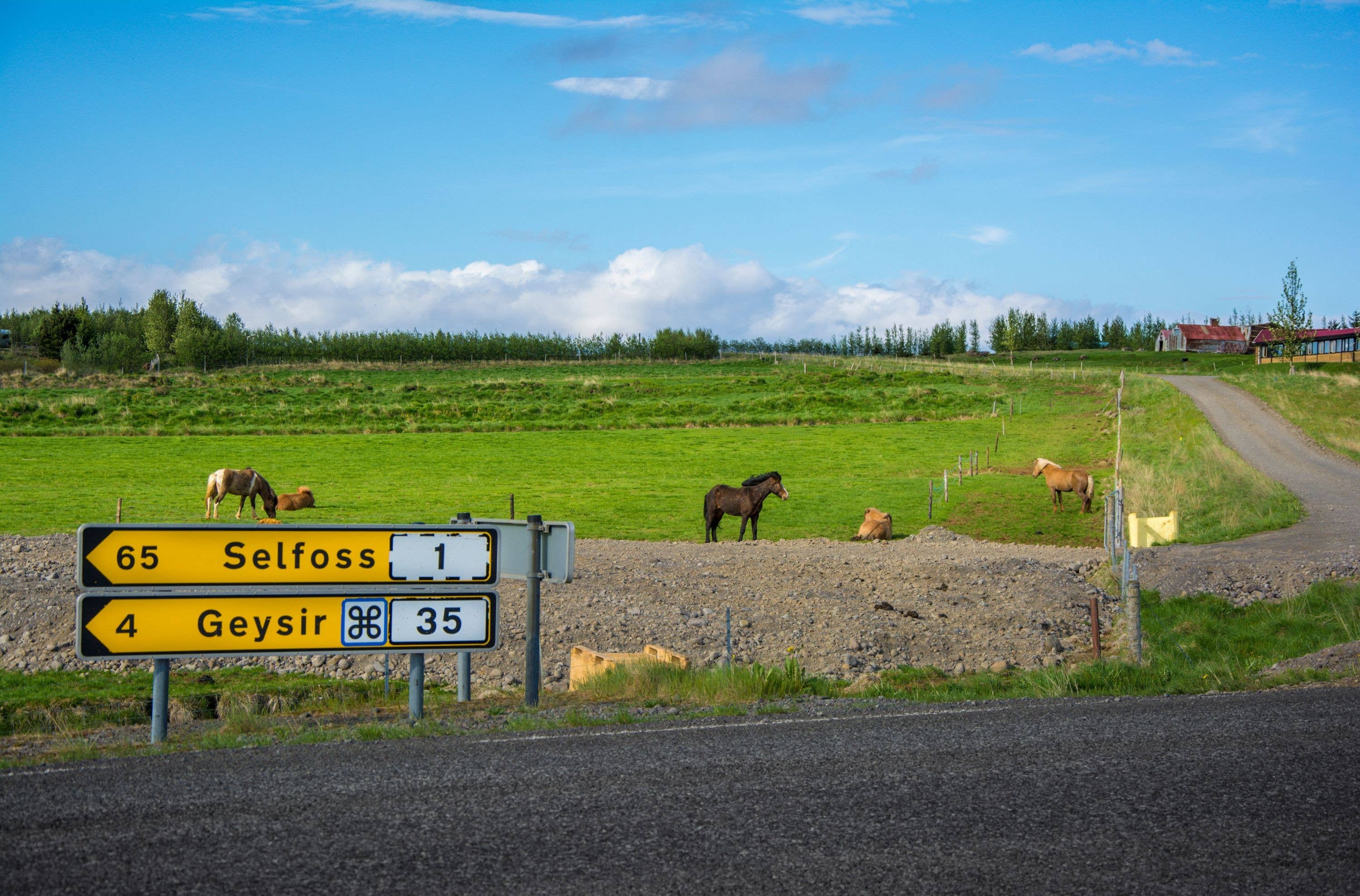 Road sign near Selfoss pointing toward Geysir beside open countryside and horses.