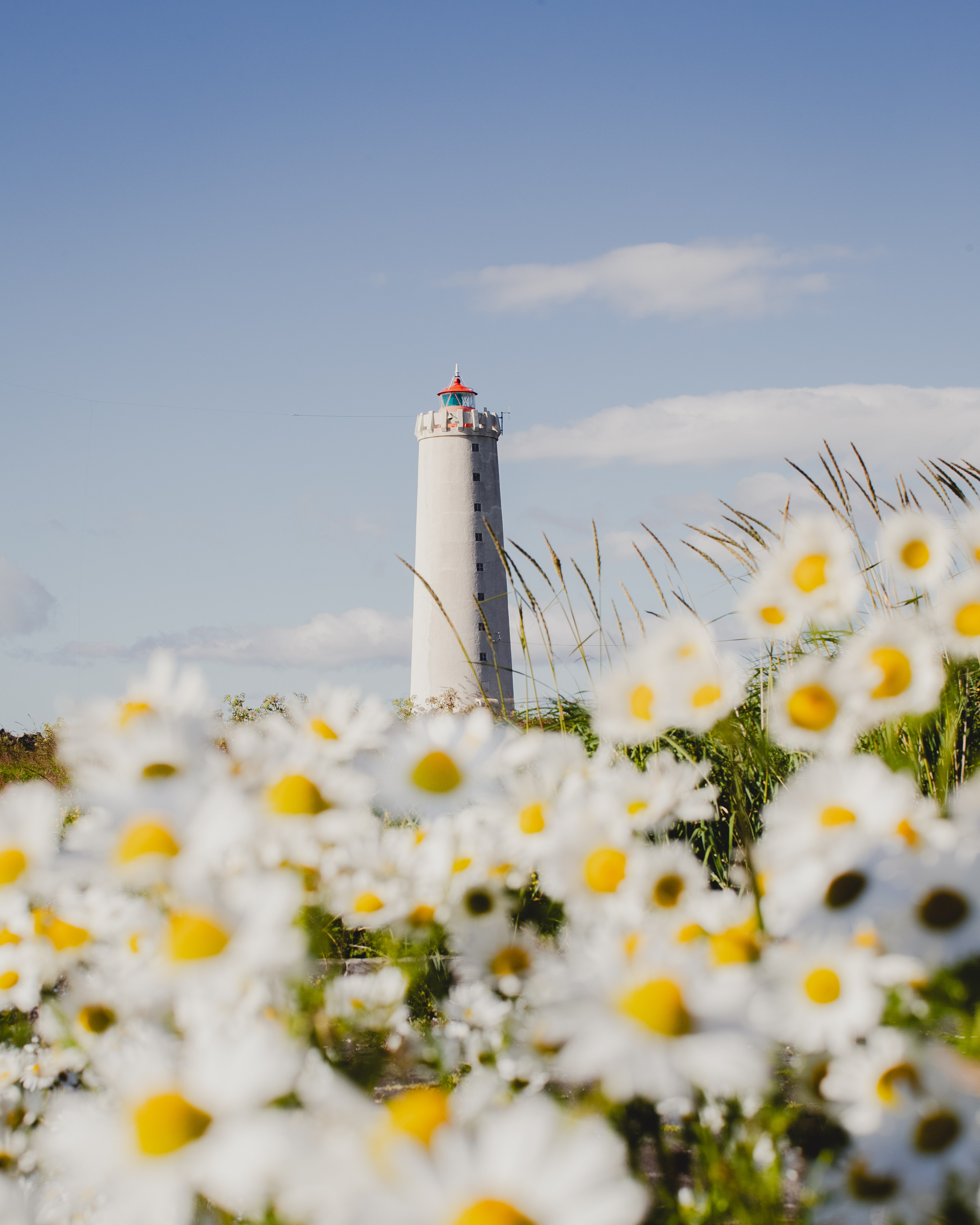 Wildflowers in the foreground with Grótta lighthouse on the Seltjarnarnes coast