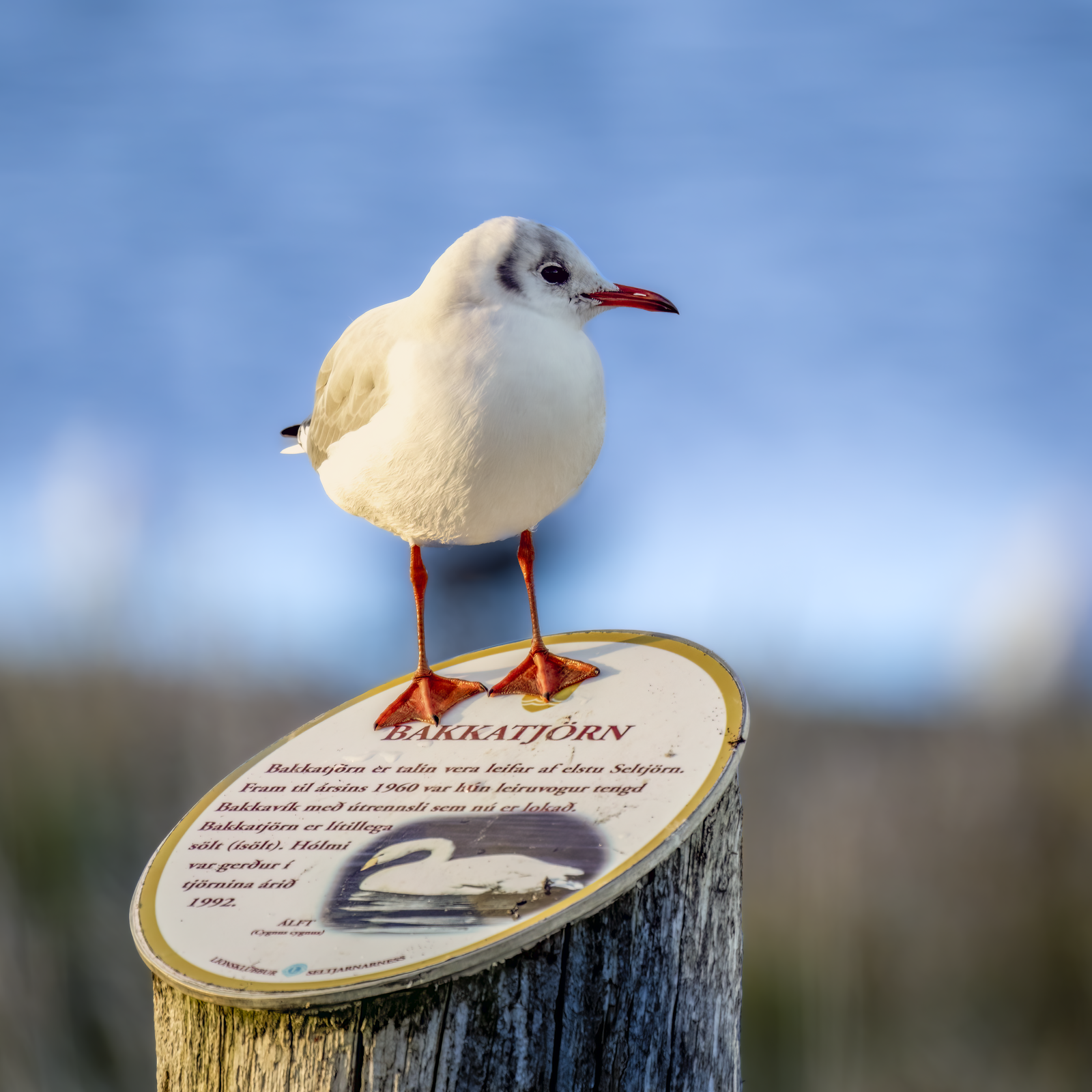 Black-headed gull standing on a Bakkatjörn sign in Seltjarnarnes