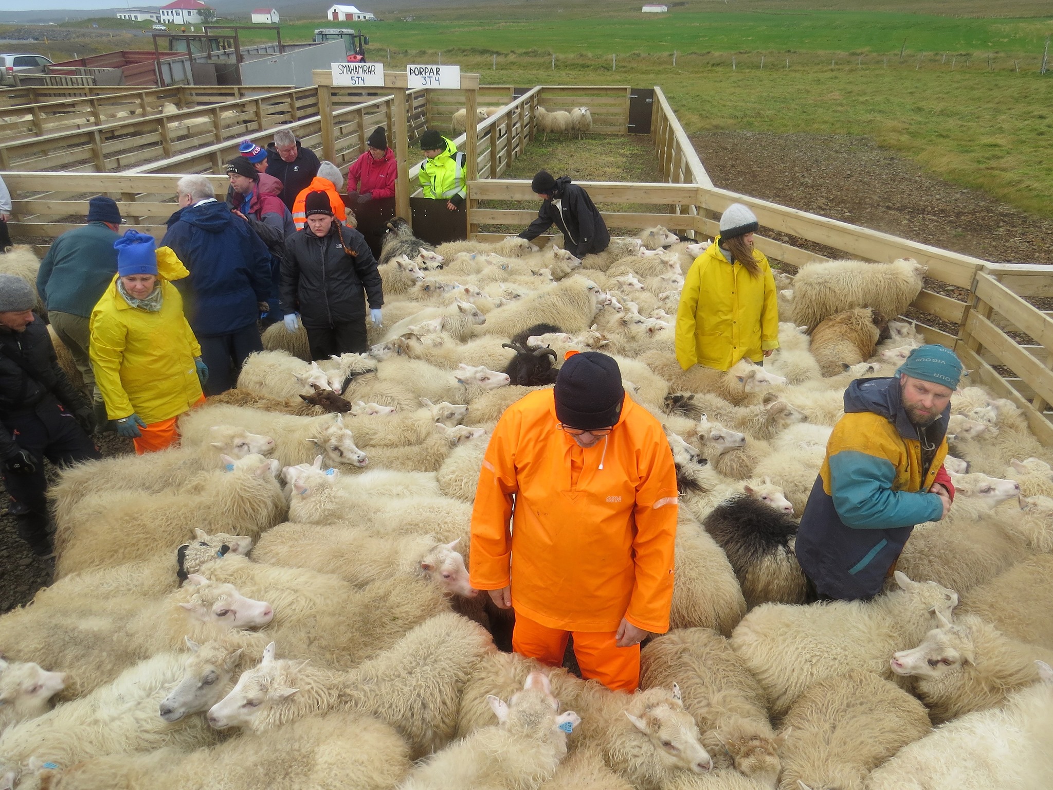 Sheep gathering in pens near Sævangur in Strandir.