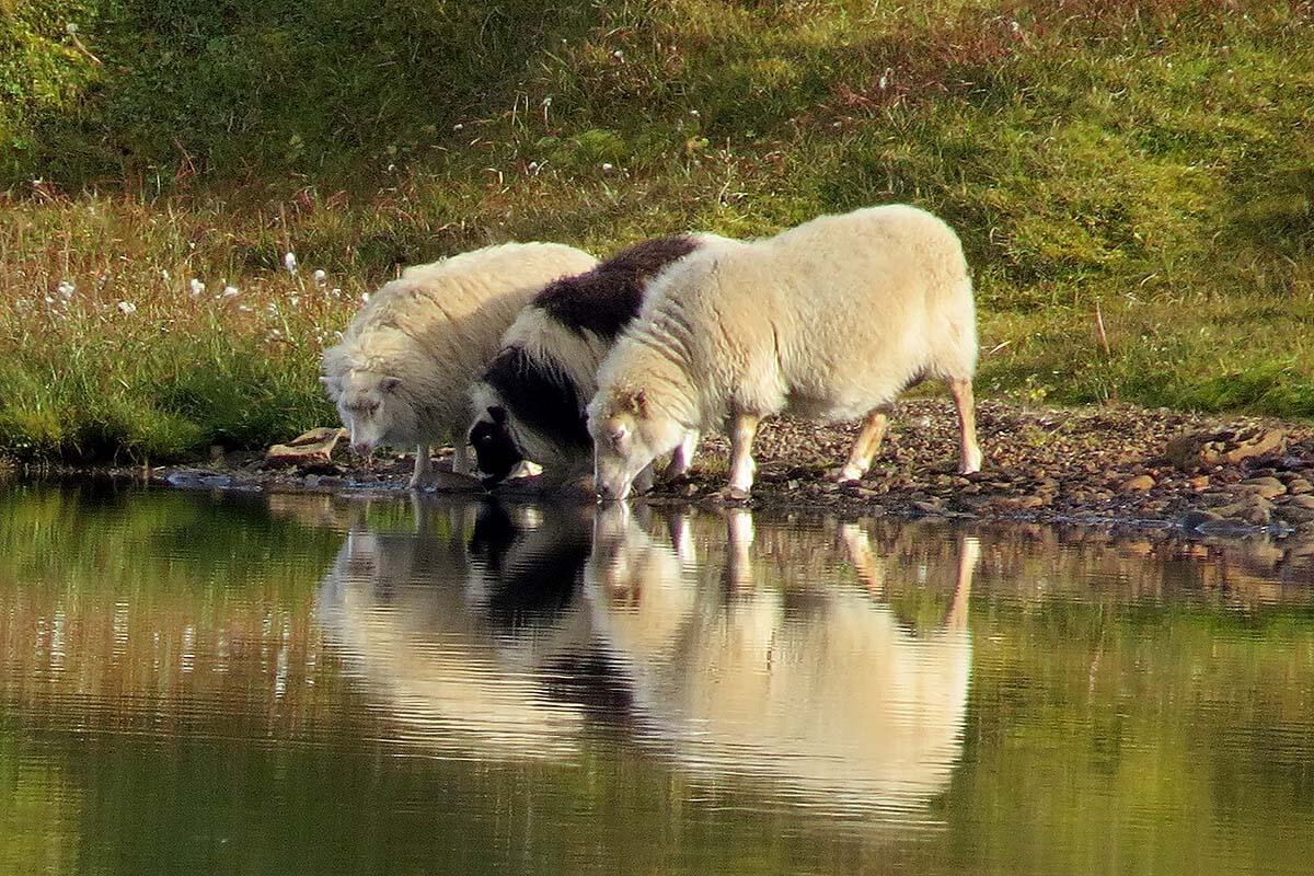 Icelandic sheep drinking beside a small pool in the Strandir countryside.