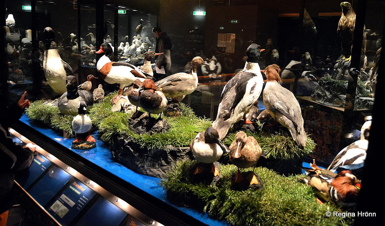 Sigurgeir's Bird Museum beside Lake Mývatn on a clear North Iceland day.