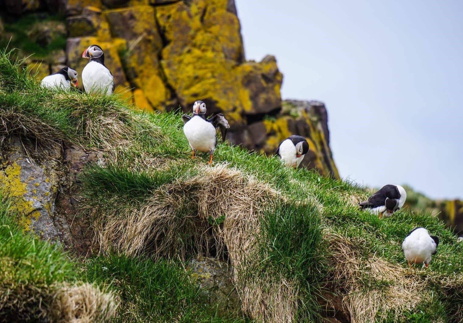 Puffin standing on grass and rock as birdlife context for Skrúður island.
