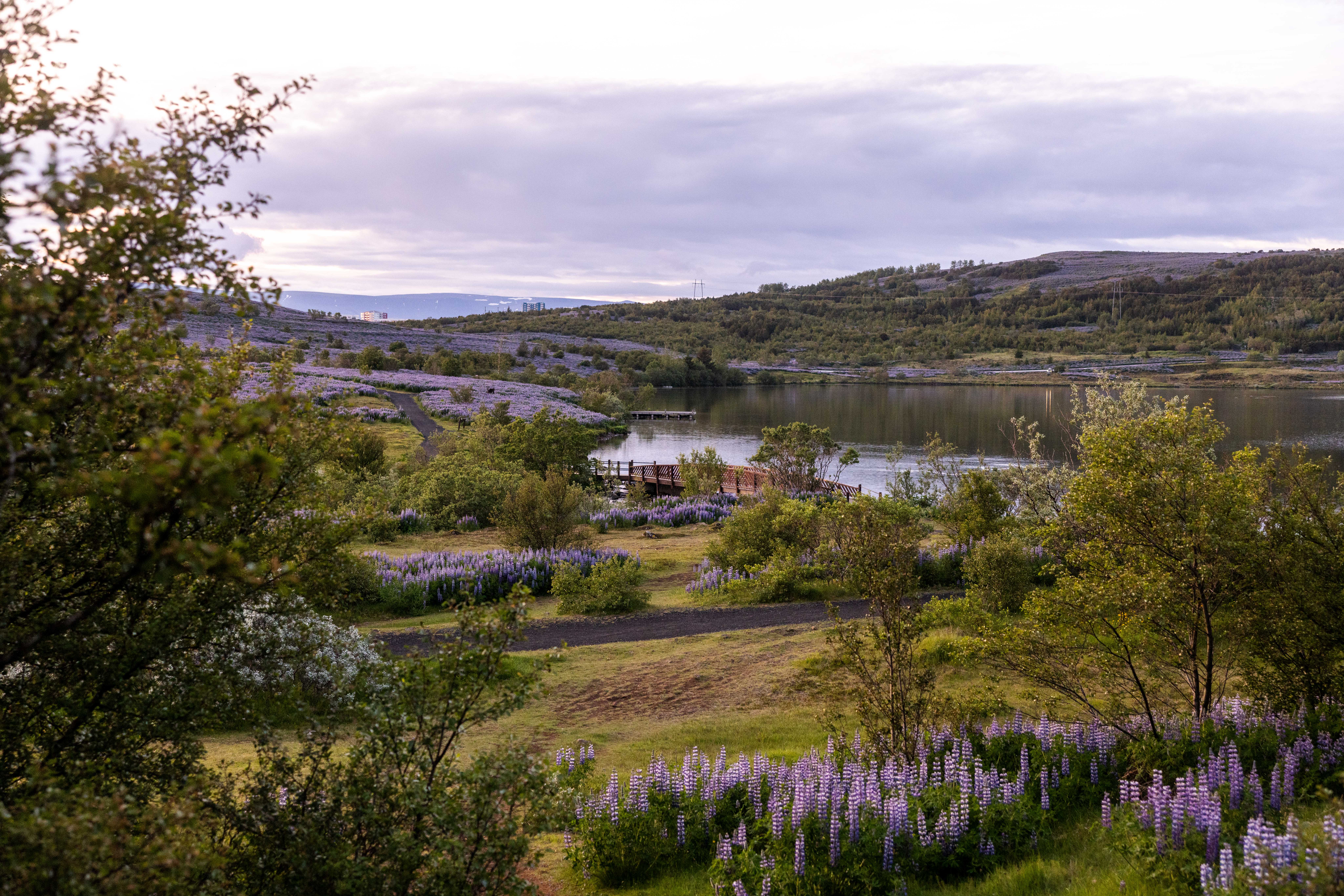 Vífilsstaðavatn lake, shoreline paths, low hills, and purple lupine near Garðabær.