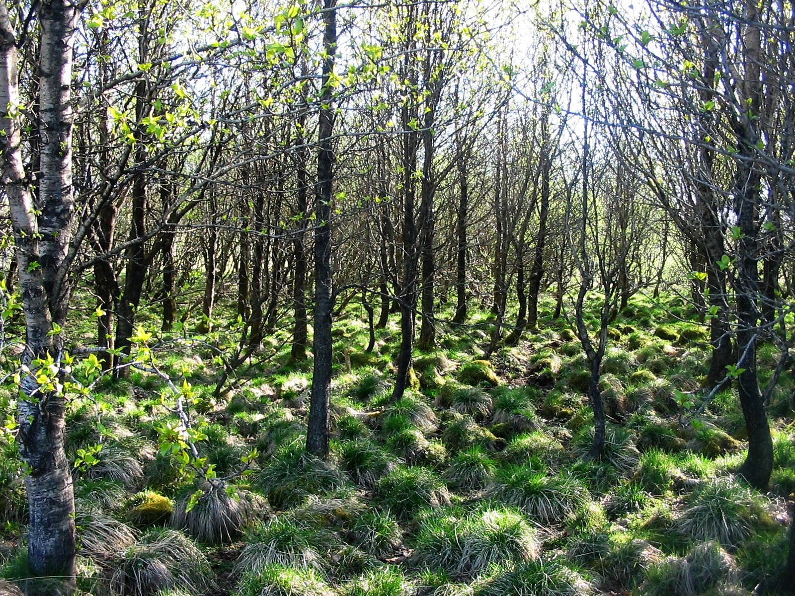 Walking path around Vífilsstaðavatn with open water, trees, and gentle terrain near Reykjavík.