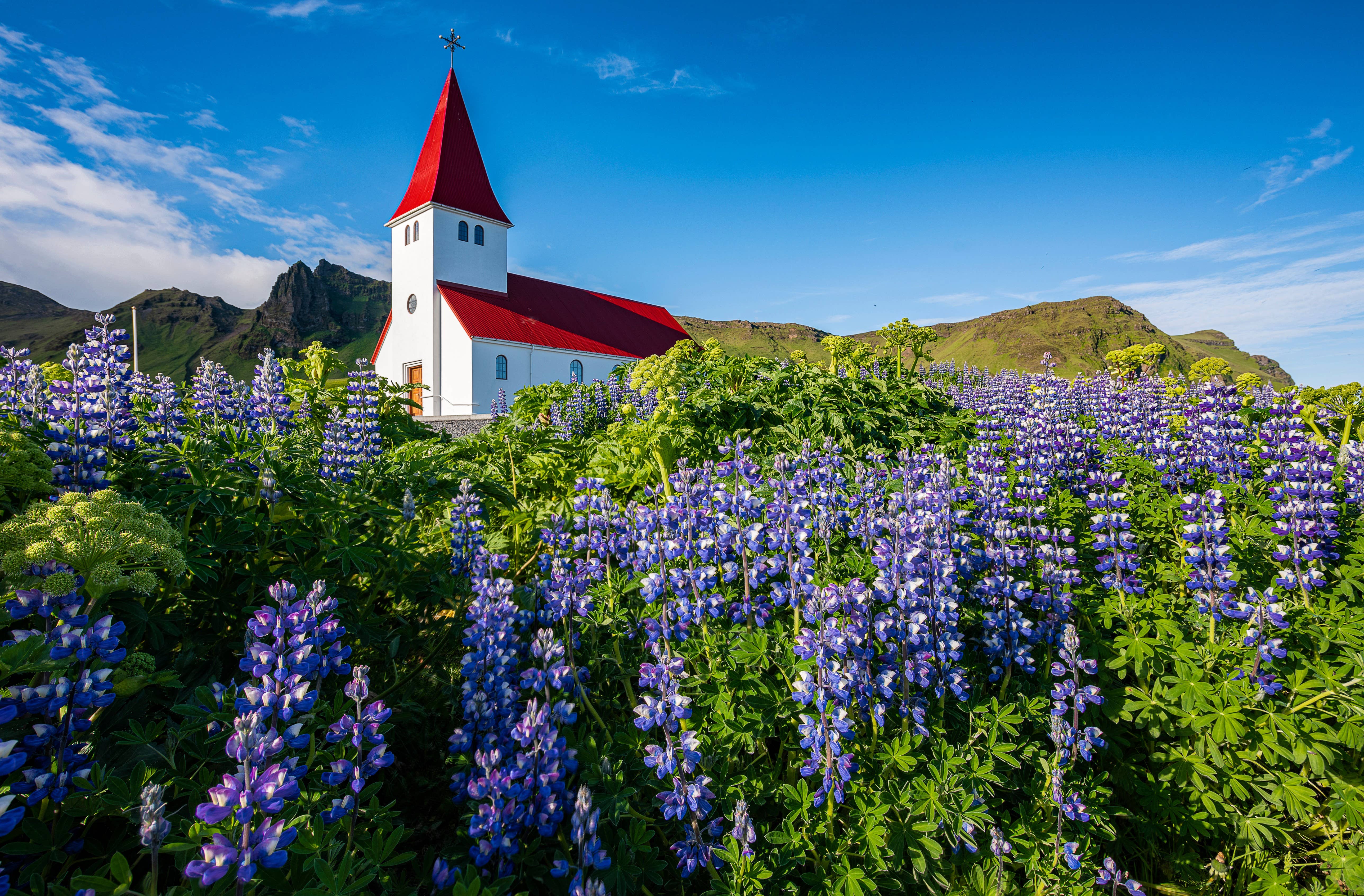 Víkurkirkja seen from flowered grass below the hill