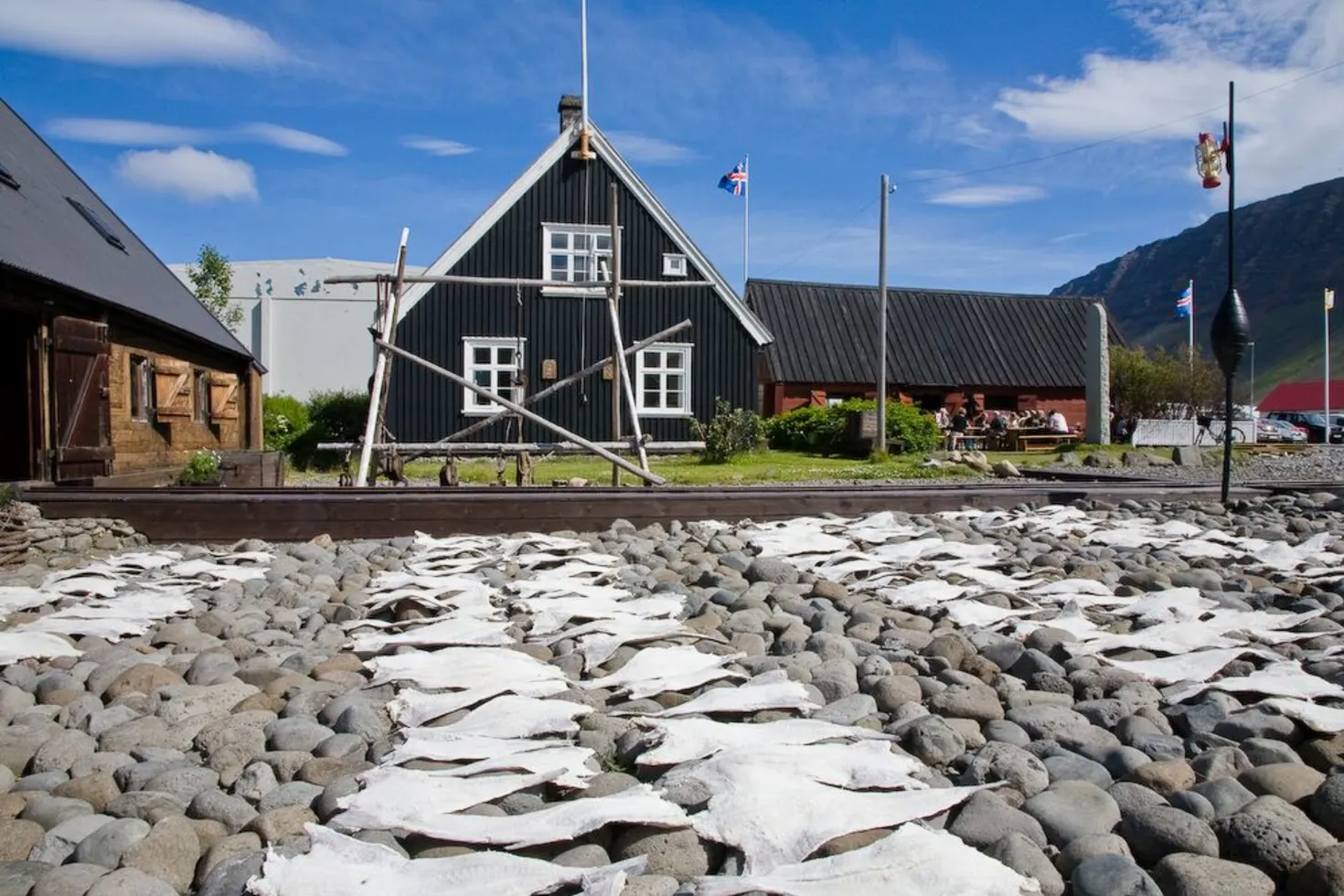 Fish drying on stones outside the Westfjords Heritage Museum buildings in Neðstikaupstaður.