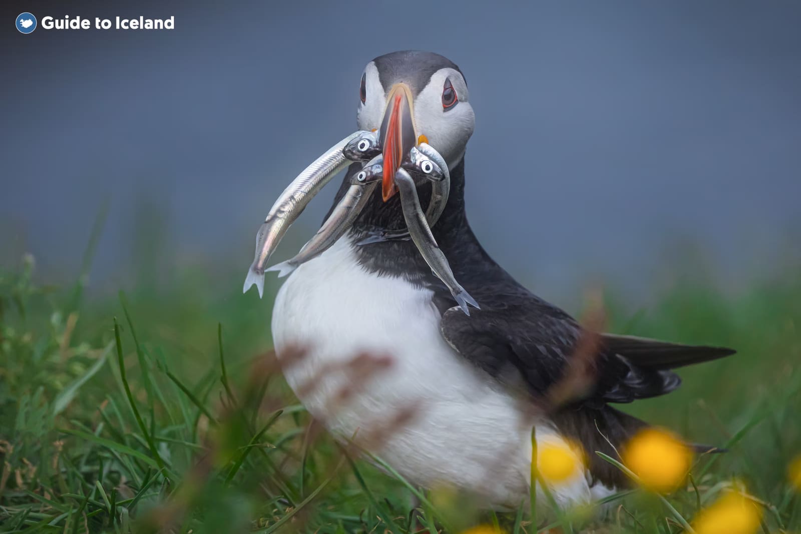 Atlantic puffin standing on the Westman Islands with fish in its beak.
