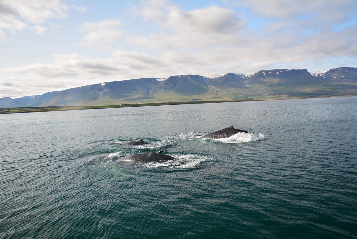 Three whales surfacing in Eyjafjörður with low North Iceland mountains beyond the water.