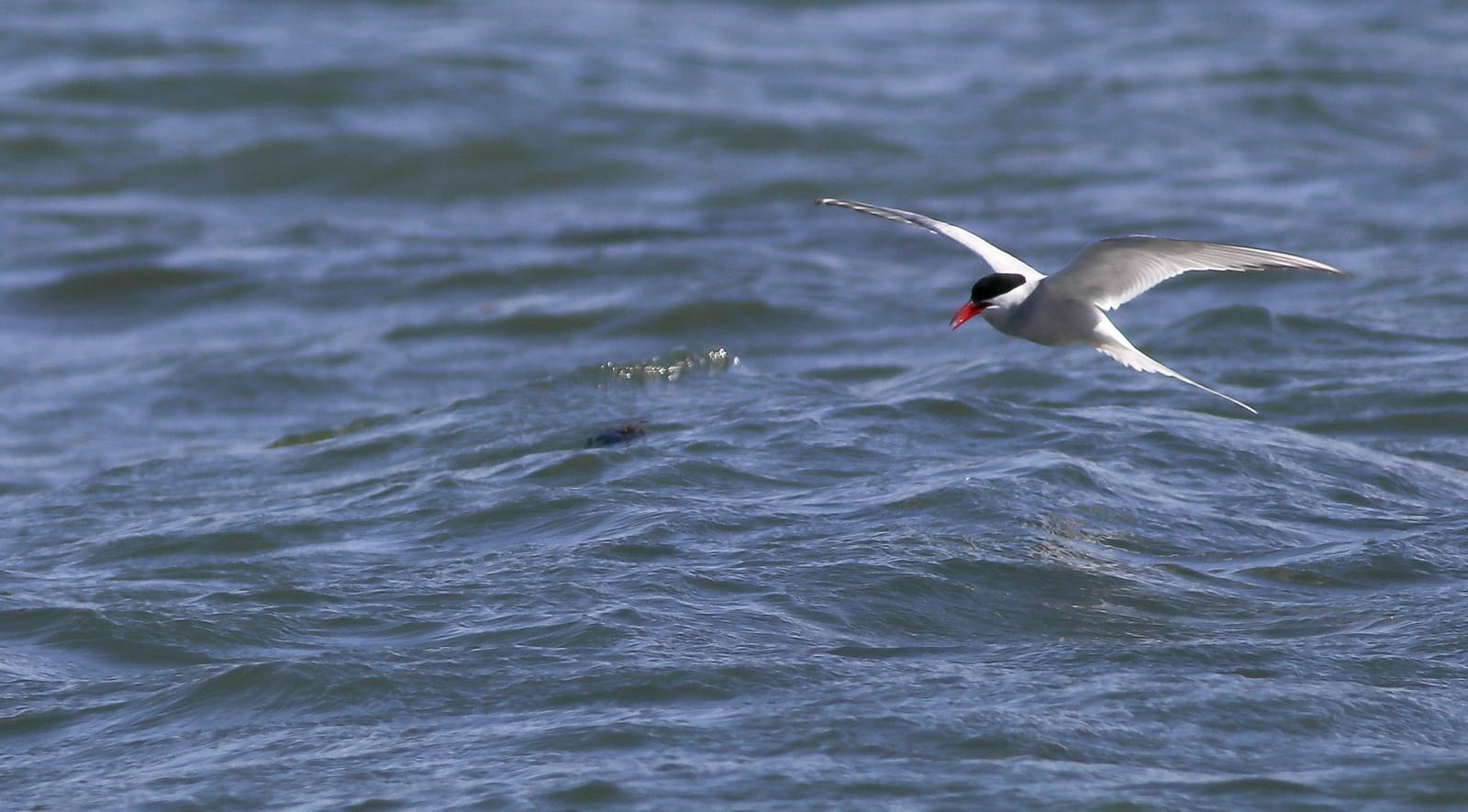 Arctic tern flying low above rippled water in Eyjafjörður